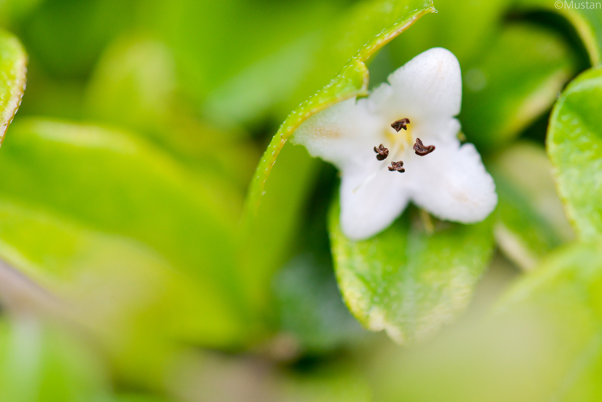 Nikon AF-S Micro-Nikkor 105mm F2.8G IF-ED VR sample photo. 2 photography