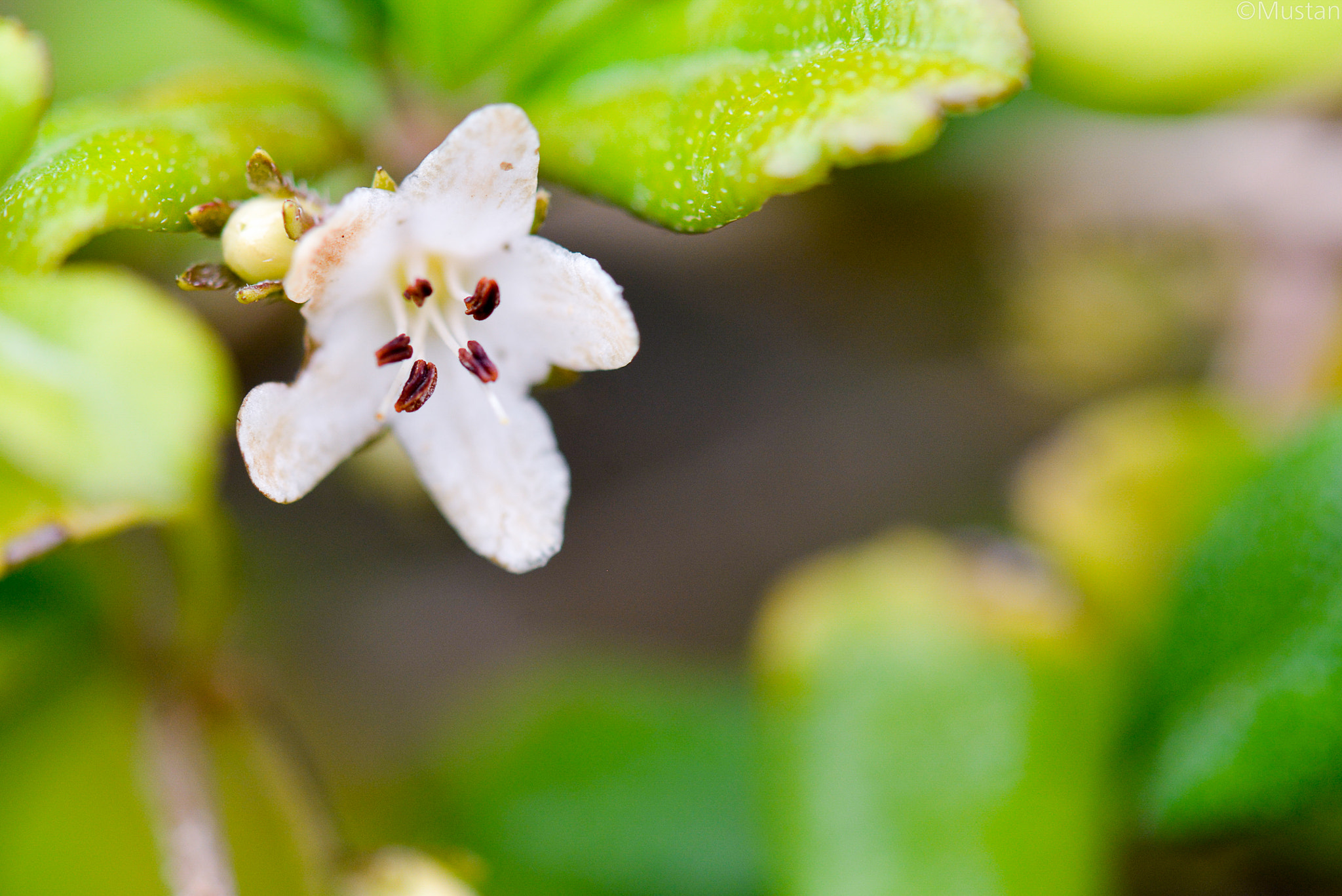 Nikon AF-S Micro-Nikkor 105mm F2.8G IF-ED VR sample photo. 3 photography