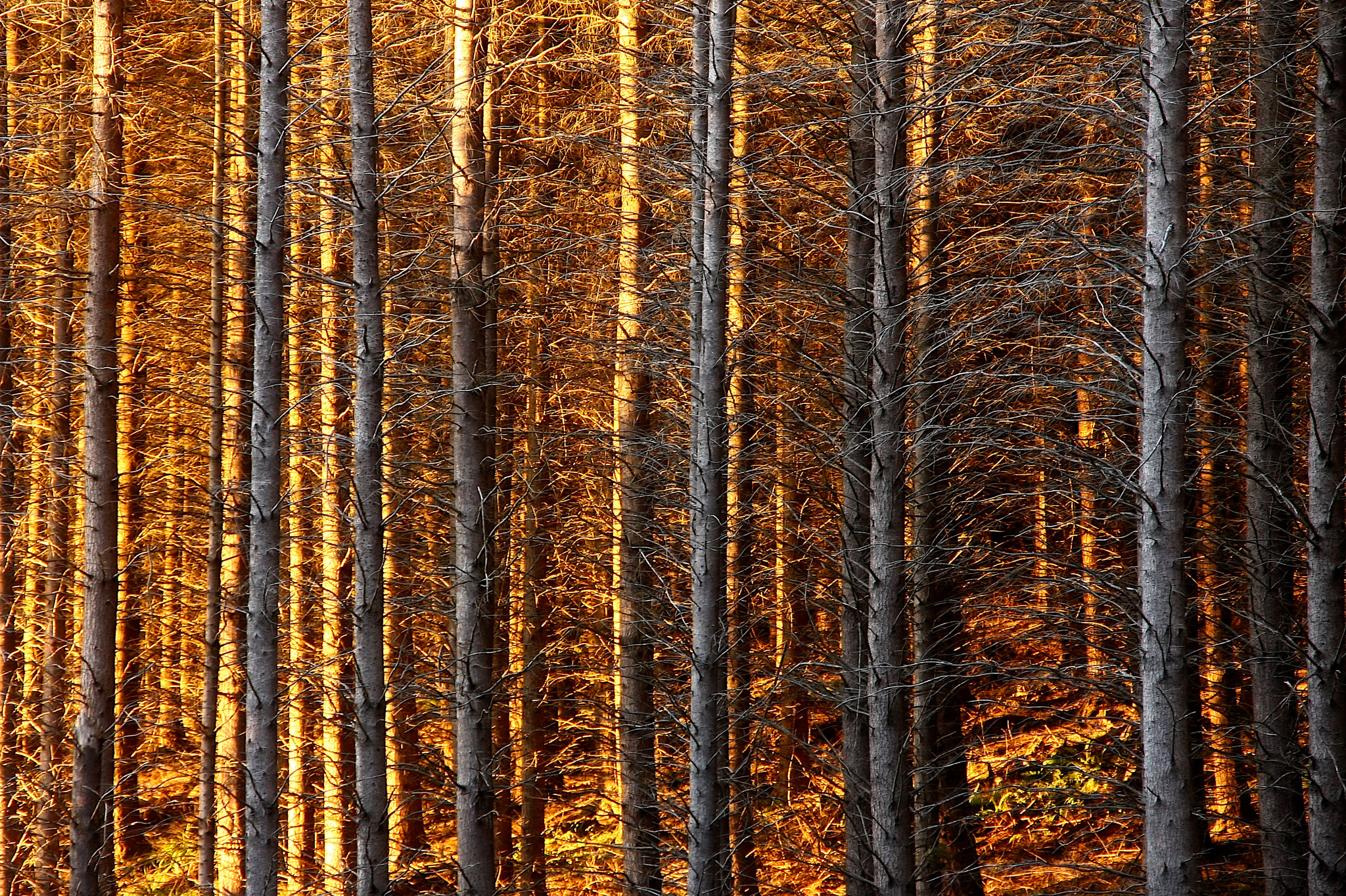 Sigma 18-200mm f/3.5-6.3 DC OS sample photo. Sunrise in the fir photography
