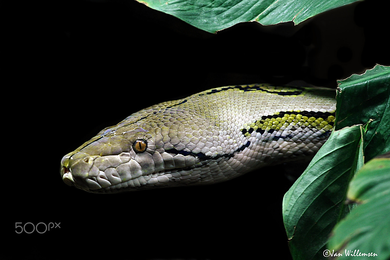 Canon EF 300mm F2.8L IS II USM sample photo. Python photography