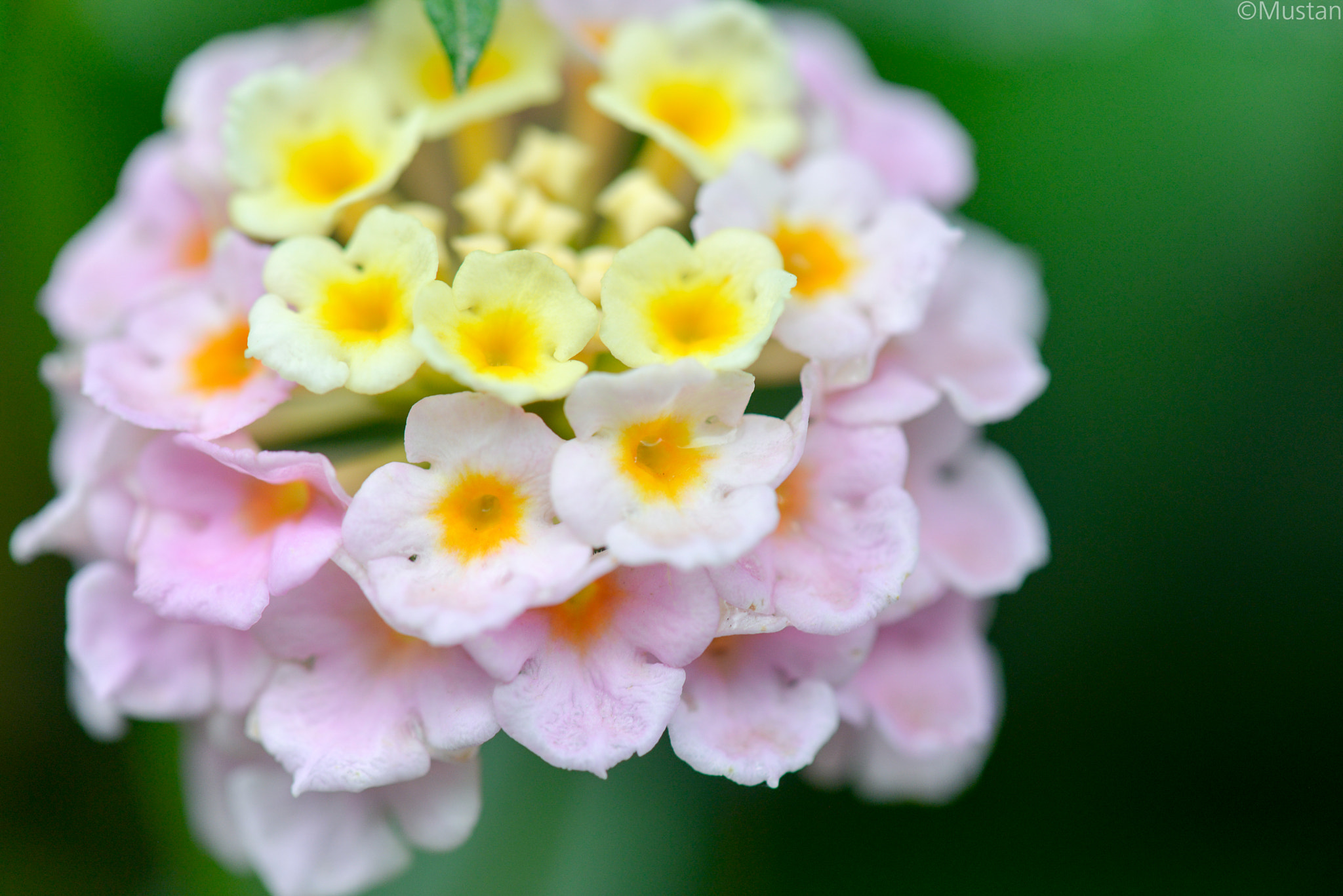 Nikon AF-S Micro-Nikkor 105mm F2.8G IF-ED VR sample photo. Dsc photography