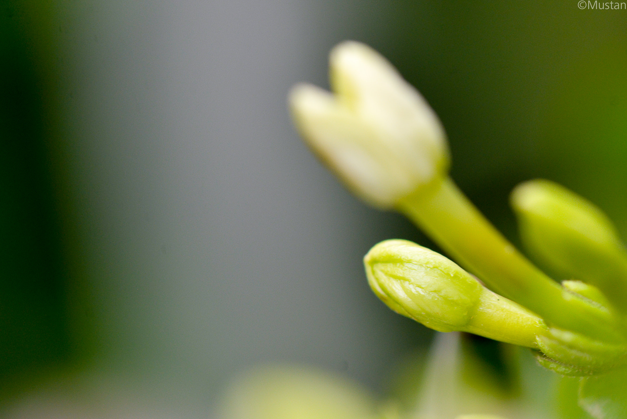 Nikon AF-S Micro-Nikkor 105mm F2.8G IF-ED VR sample photo. Dsc photography