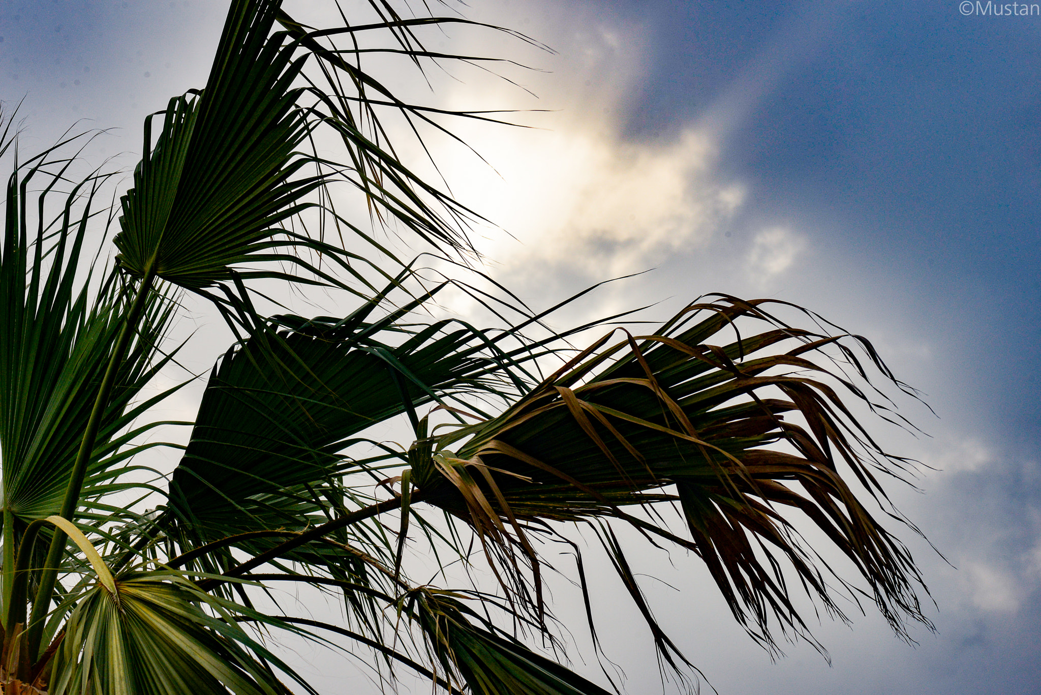 Nikon AF-S Micro-Nikkor 105mm F2.8G IF-ED VR sample photo. Sun raies photography