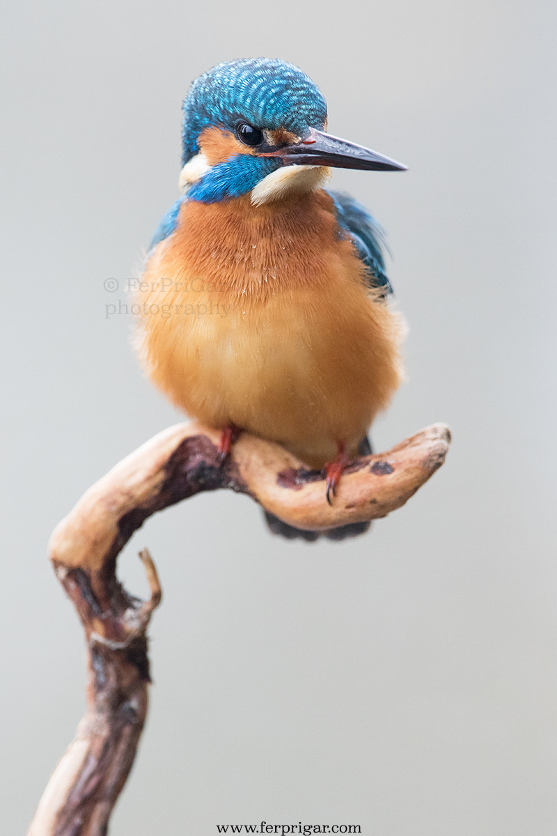 Canon EF 300mm F2.8L IS USM sample photo. Kingfisher ii photography