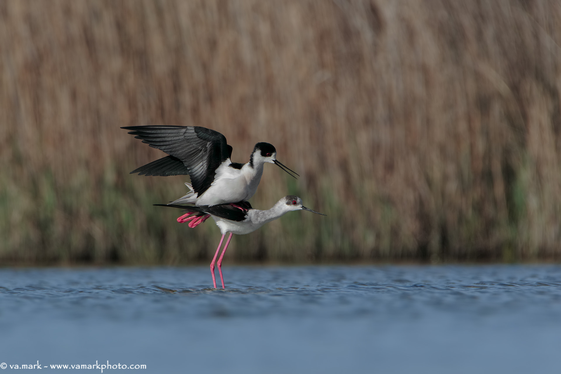 Tamron SP 150-600mm F5-6.3 Di VC USD sample photo. Himantopus himantopus photography
