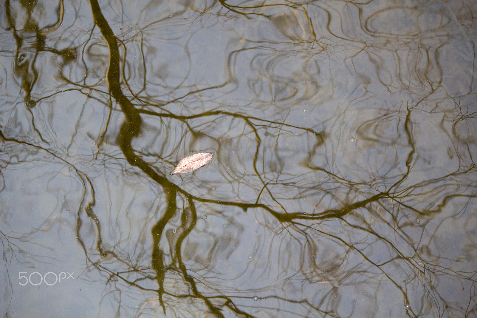 Canon EOS 100D (EOS Rebel SL1 / EOS Kiss X7) sample photo. Last leaf photography