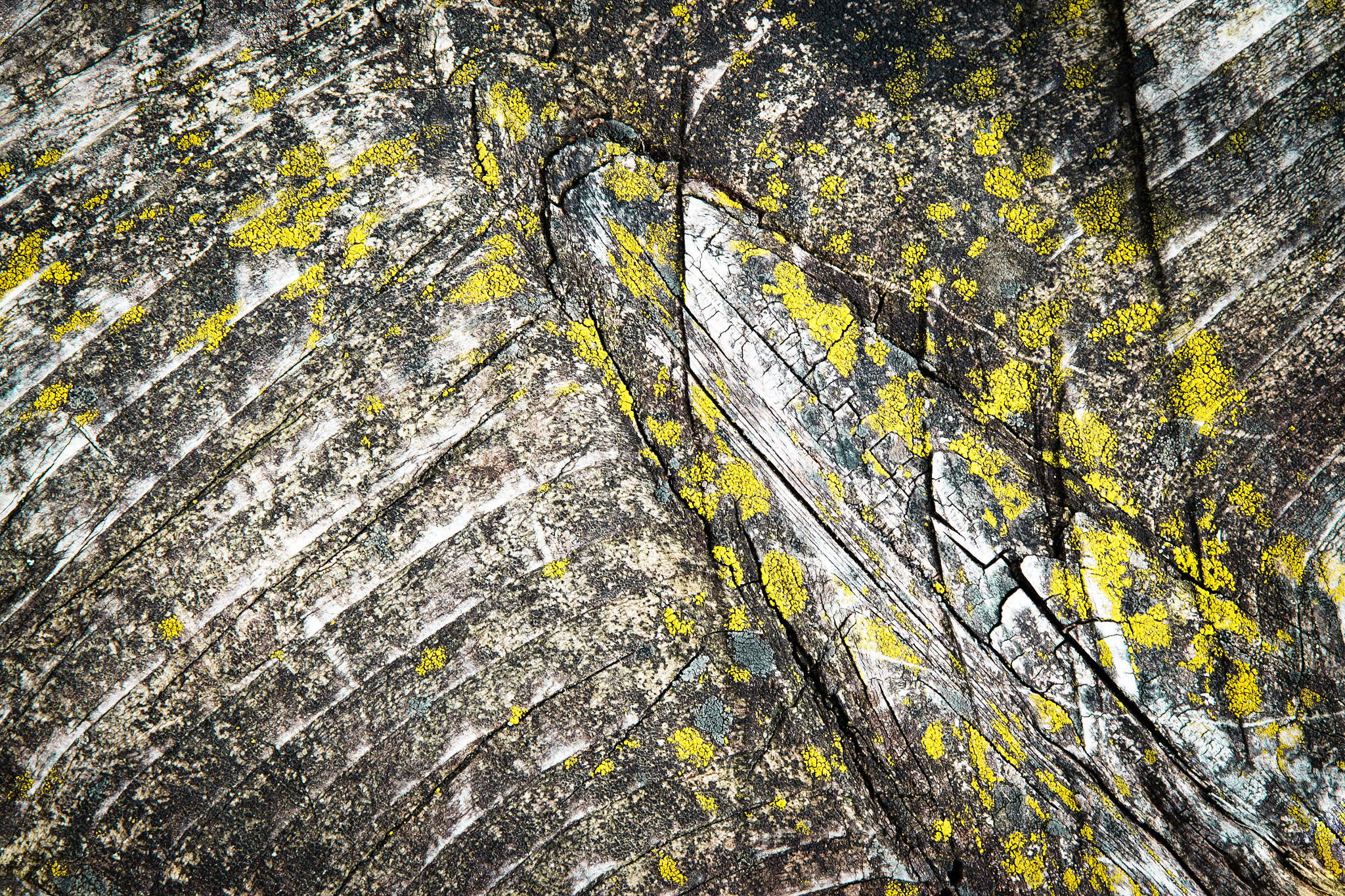 Nikon D5500 sample photo. Detail wooden plank overgrown with moss photography