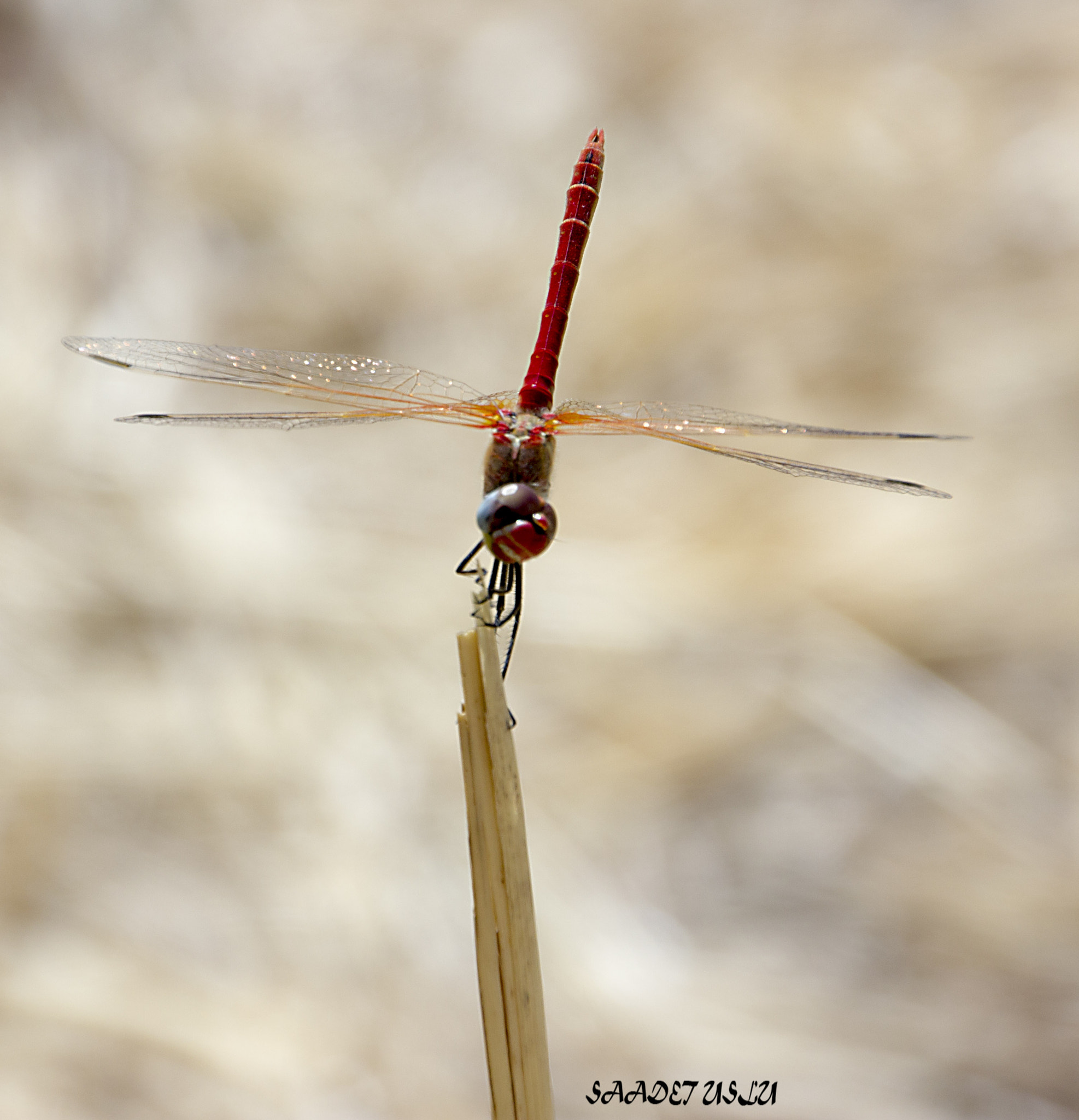 Canon EOS 550D (EOS Rebel T2i / EOS Kiss X4) sample photo. Red dragonfly photography