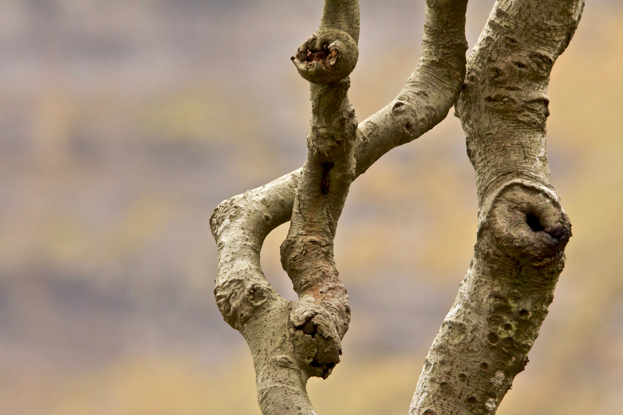 Sigma 150-500mm F5-6.3 DG OS HSM sample photo. The lover (el/la amante) photography