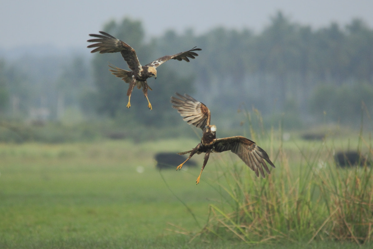 Sigma 150-500mm F5-6.3 DG OS HSM sample photo. Networking in flight mode photography