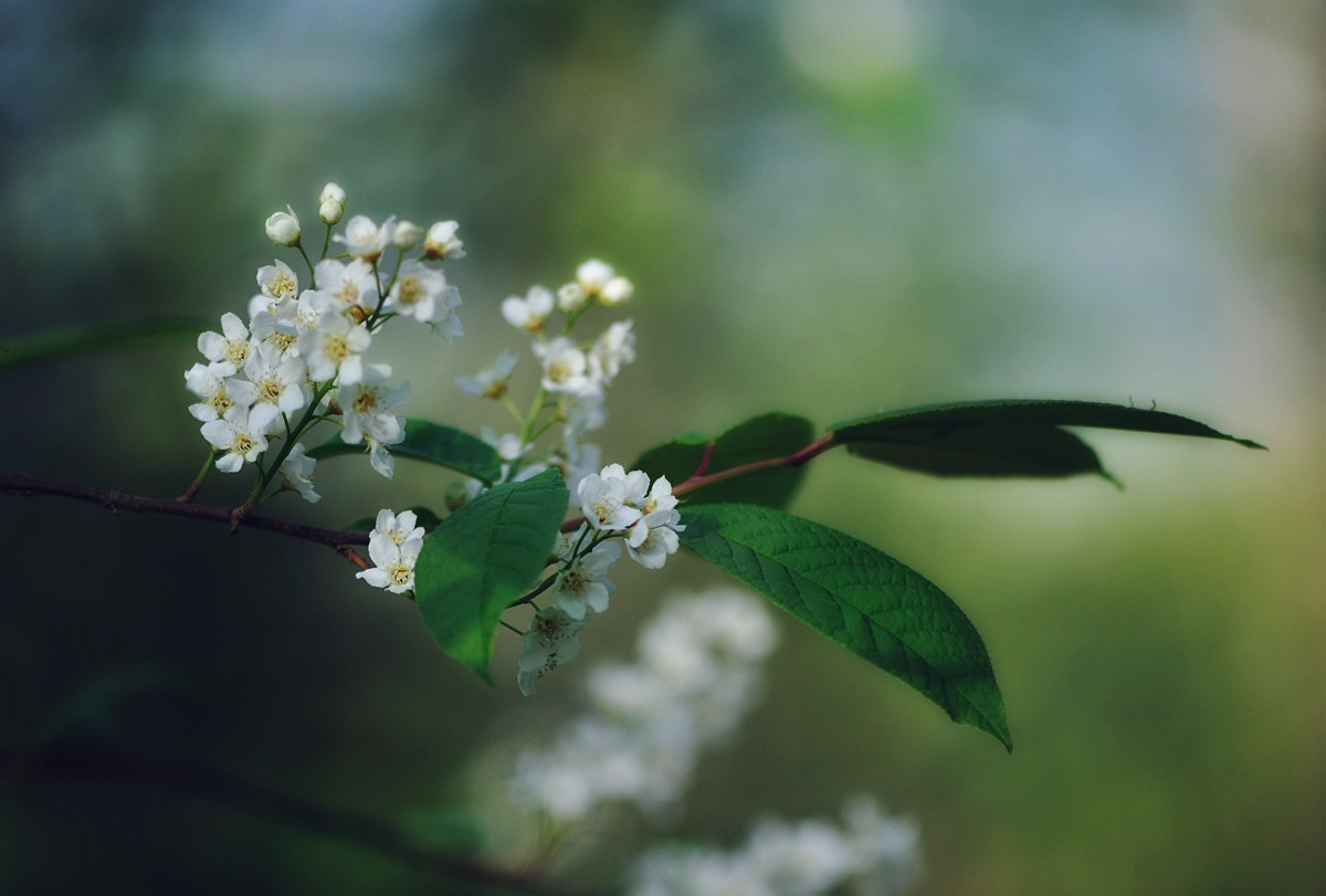 Nikon AF-S Micro-Nikkor 105mm F2.8G IF-ED VR sample photo. черемуха... photography