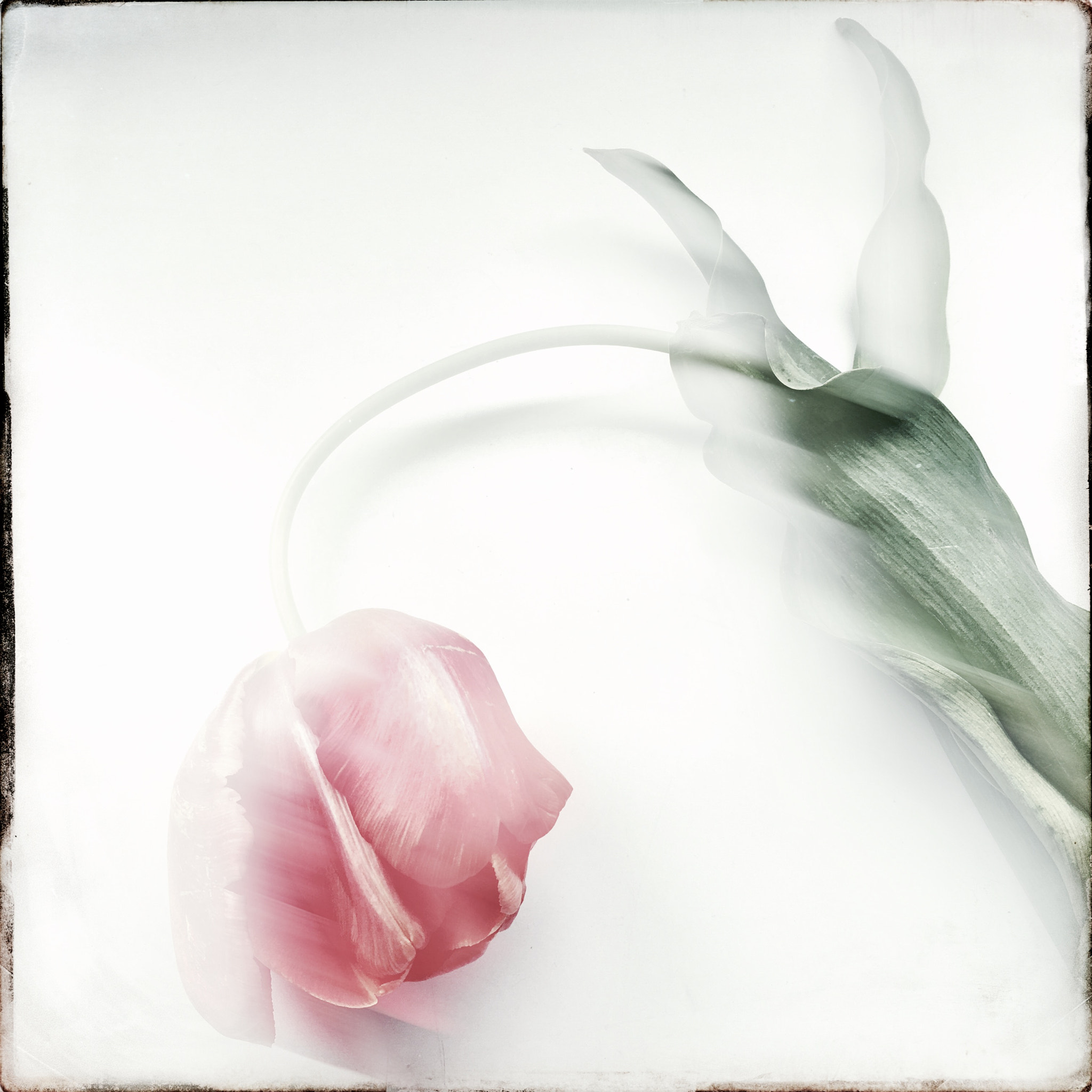 Hipstamatic 331 sample photo. Tulip photography