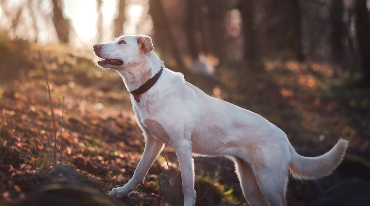 Canon EOS 700D (EOS Rebel T5i / EOS Kiss X7i) + Canon EF 135mm F2L USM sample photo. Majestic white photography