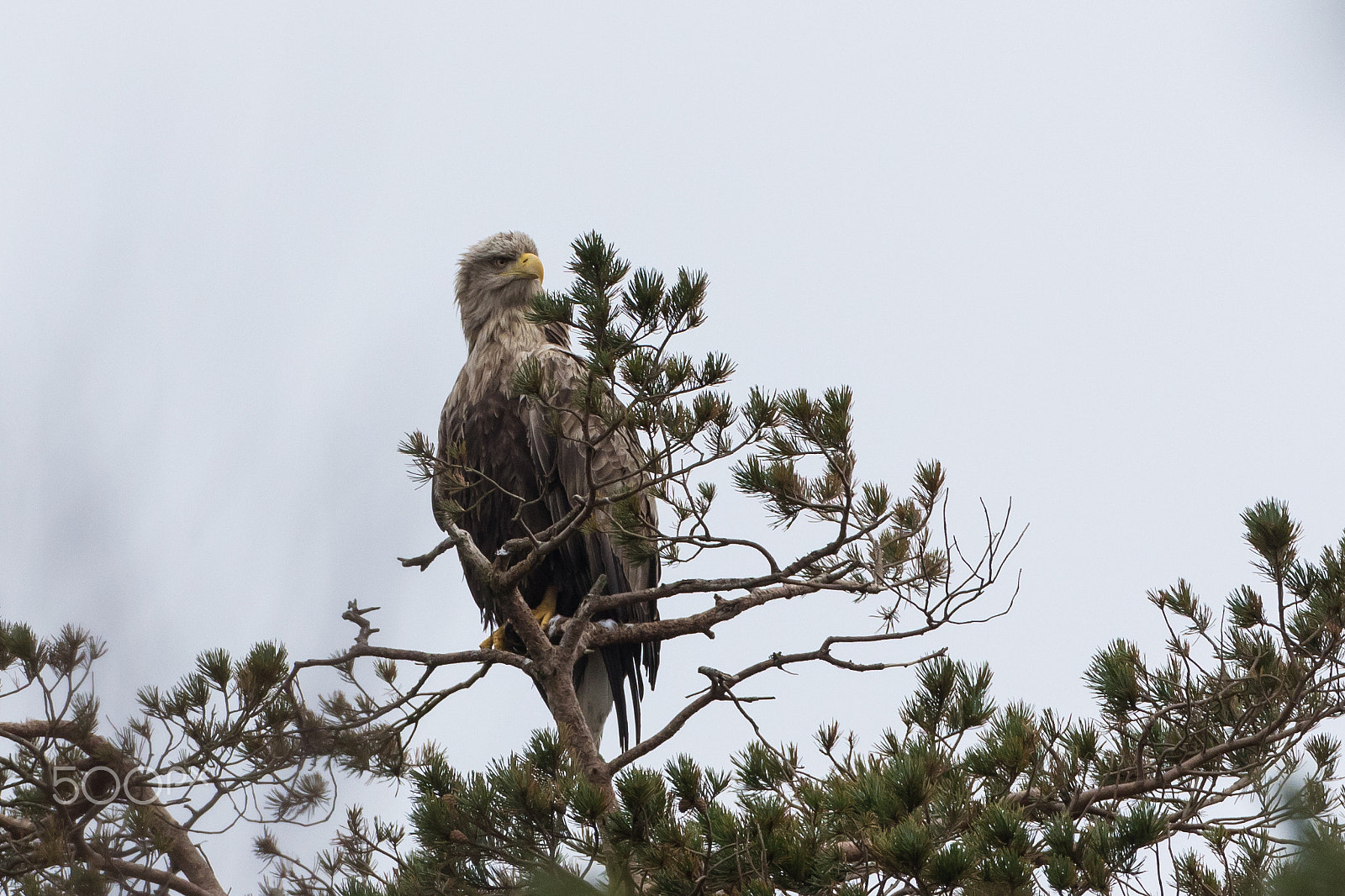 Canon EOS 7D Mark II + Canon EF 500mm F4L IS USM sample photo. White-tailed eagle sitting in a tree photography