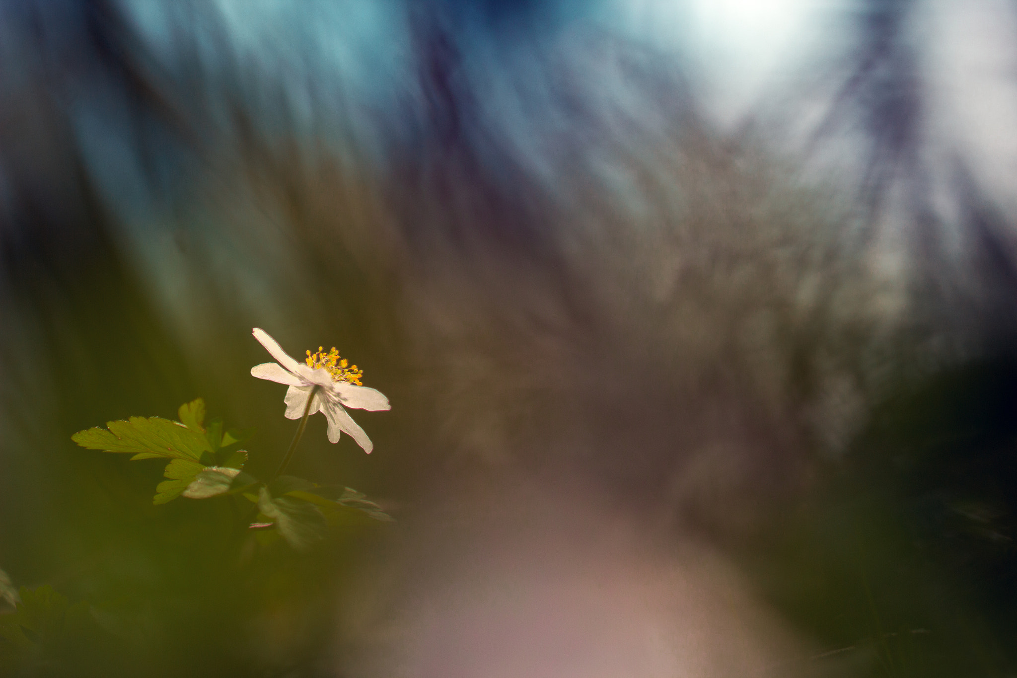 Canon EF 100mm F2.8L Macro IS USM sample photo. Anémones photography
