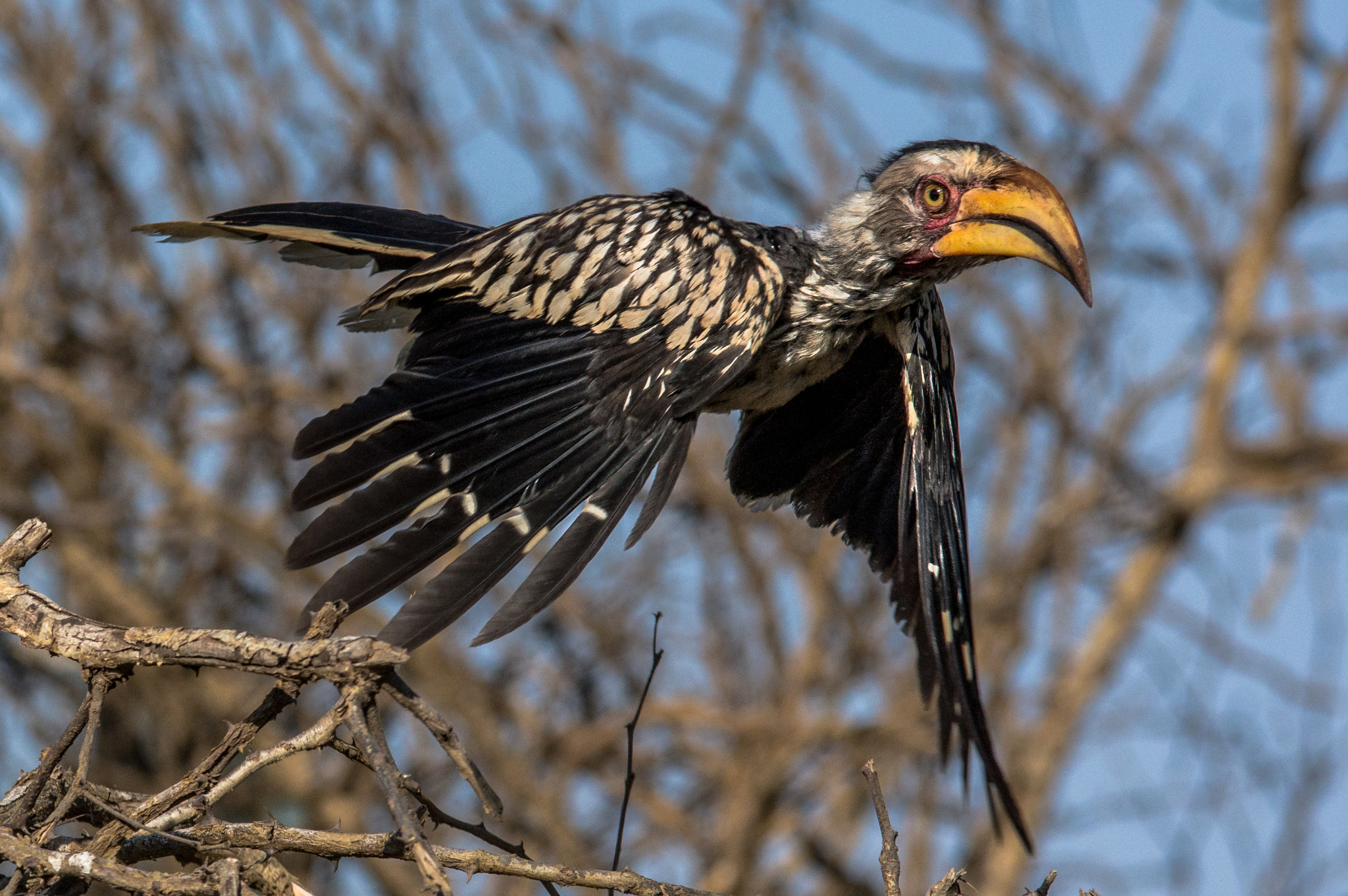Pentax K-3 + Tamron SP AF 70-200mm F2.8 Di LD (IF) MACRO sample photo. Southern yellow-billed hornbill photography