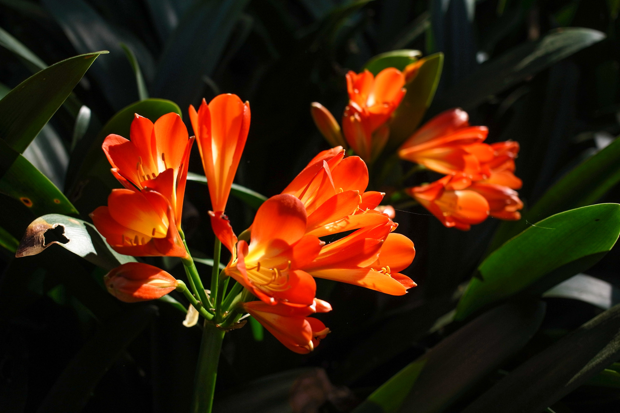Ricoh GXR A12 + GR Lens A12 50mm F2.5 Macro sample photo. Sunlit flowers in shadow photography
