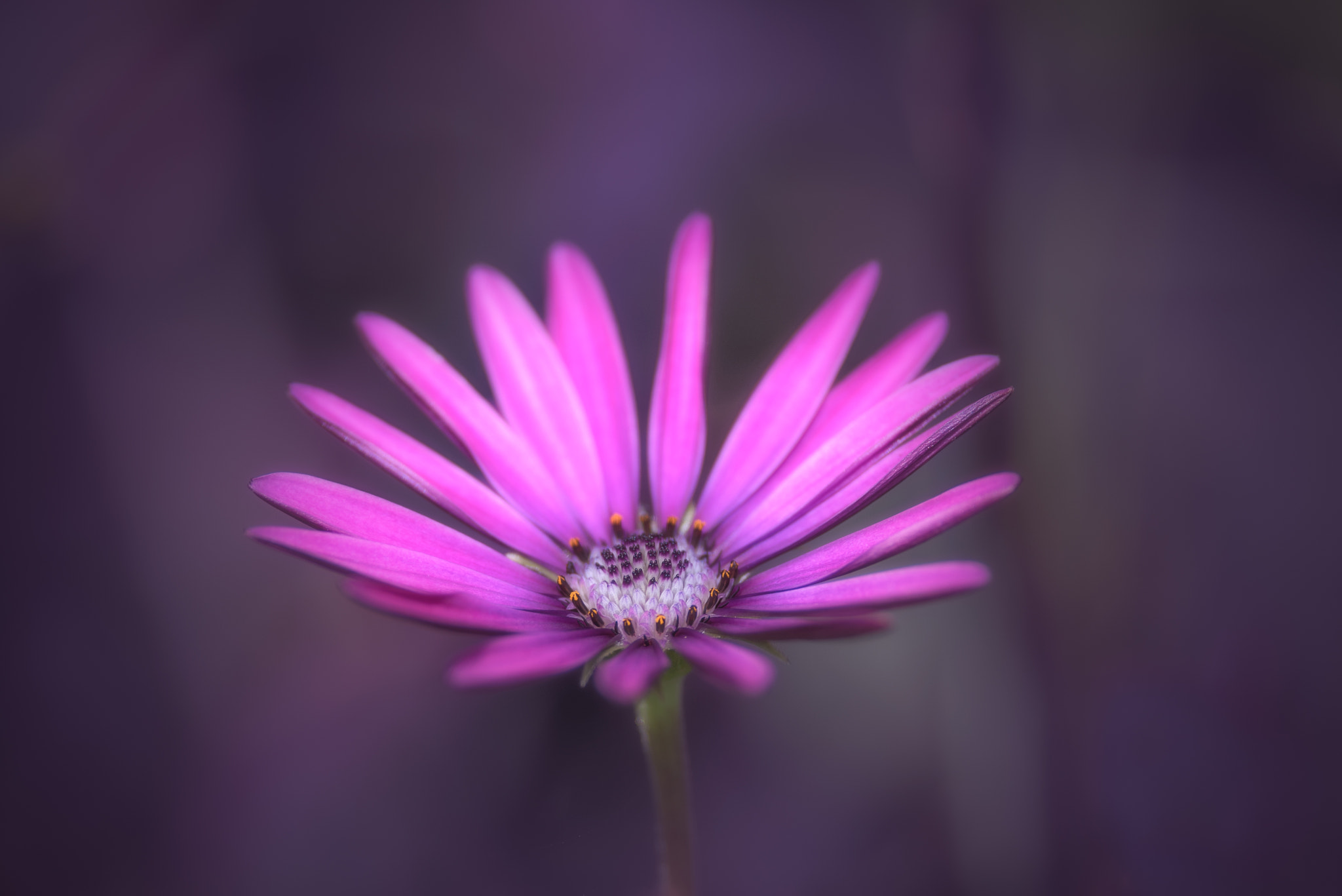 Nikon D750 sample photo. Purple aster photography