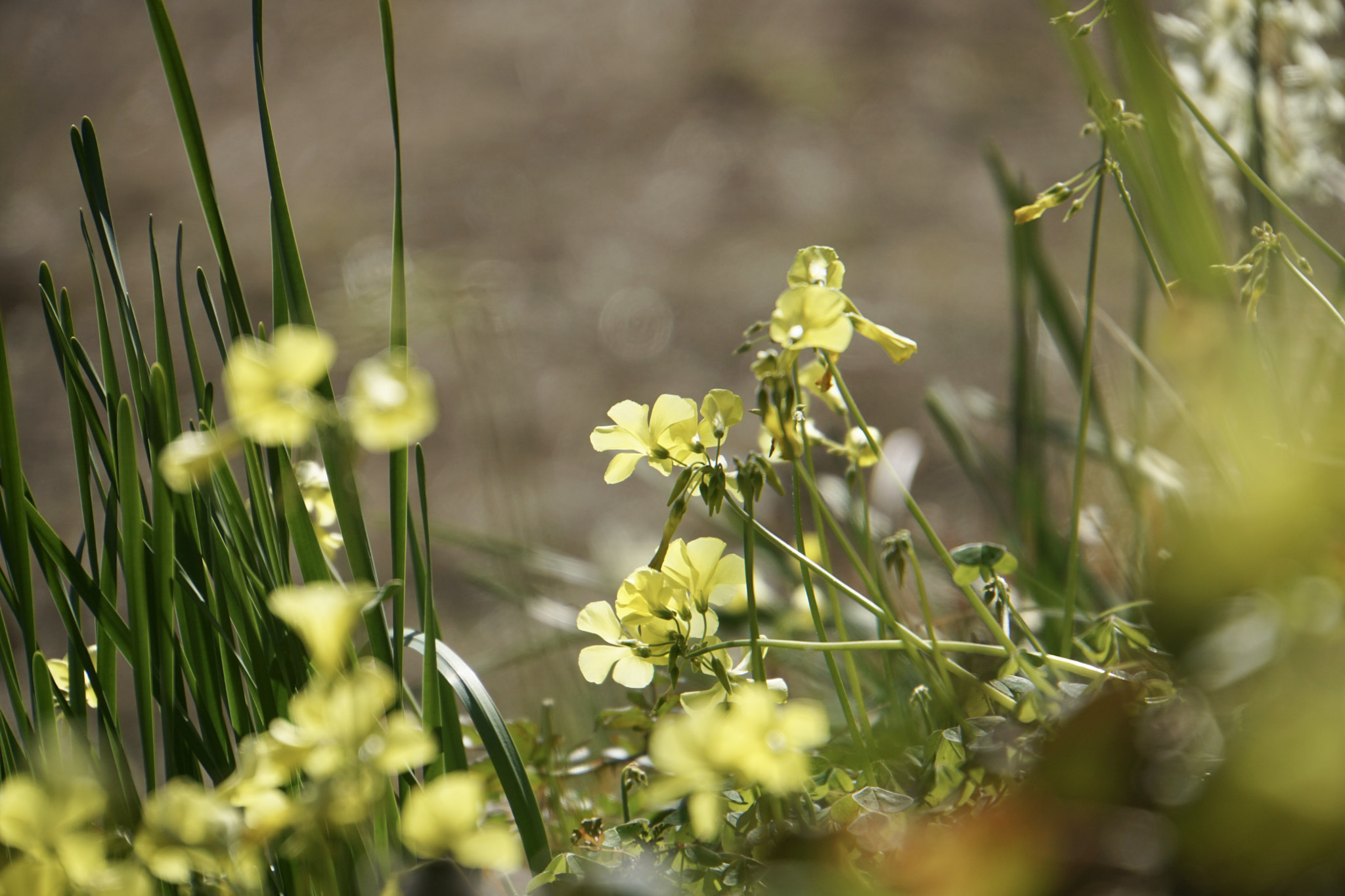 Sony E 18-200mm F3.5-6.3 sample photo. ☆*:.｡sparkly｡.:*☆ photography