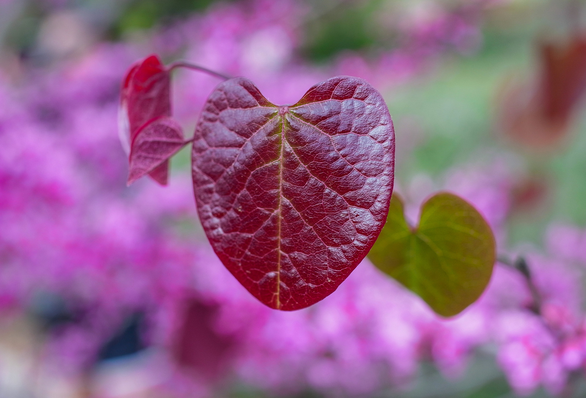 Ricoh GXR A12 + GR Lens A12 50mm F2.5 Macro sample photo. Bright red leaf photography