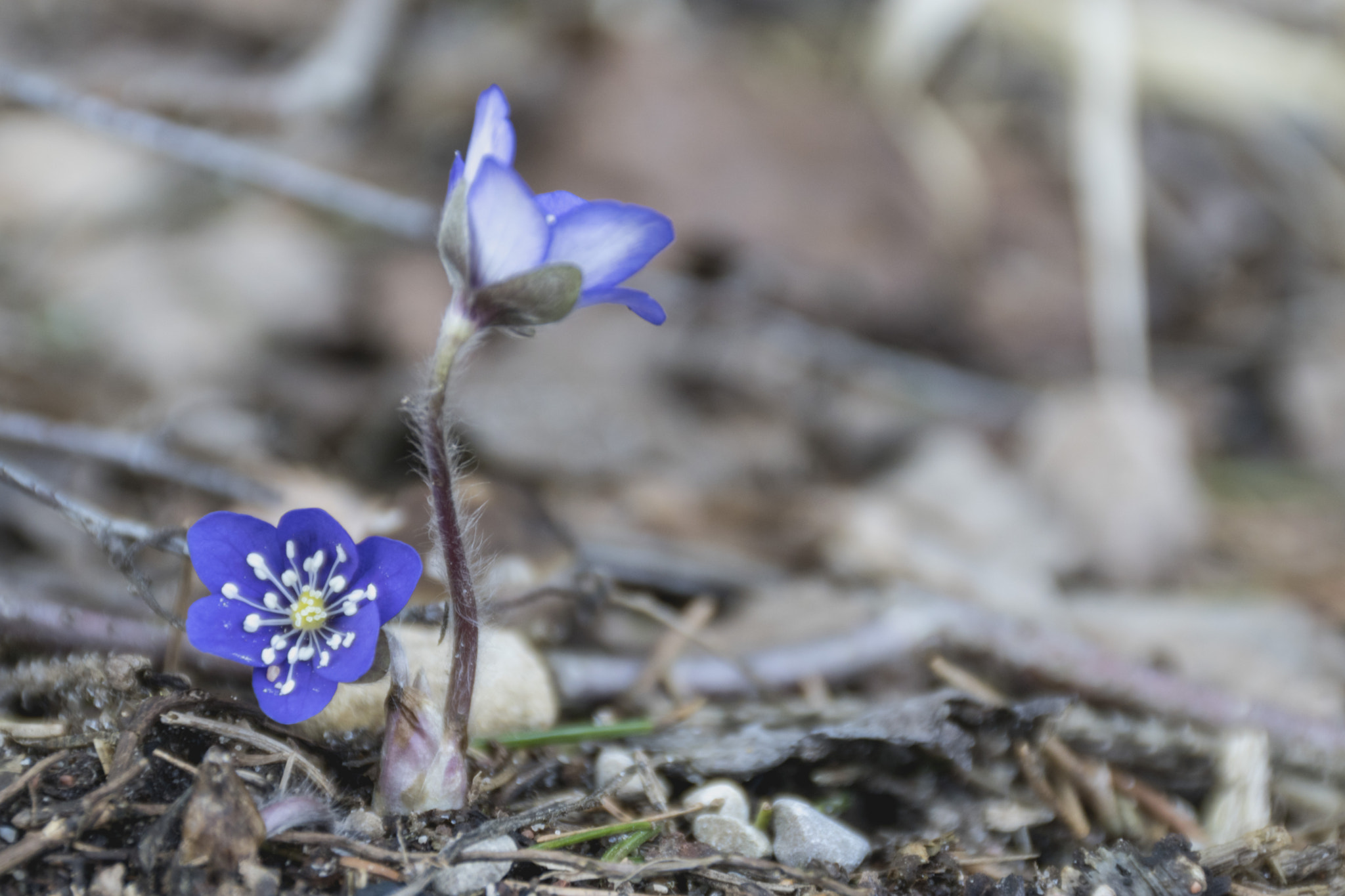 Sony DT 18-200mm F3.5-6.3 sample photo. Blue spring photography