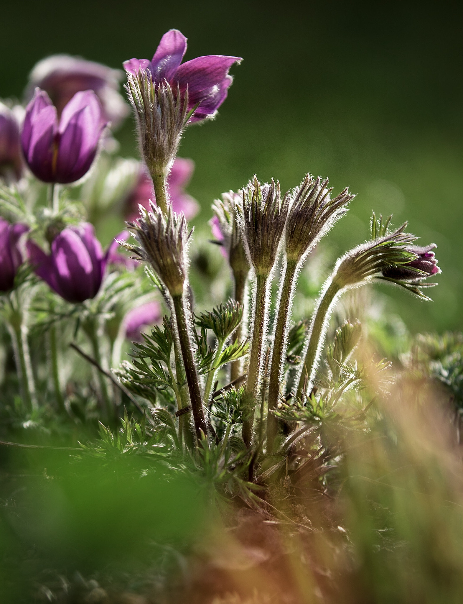 Canon EF 70-200mm F2.8L IS II USM sample photo. Little gems photography