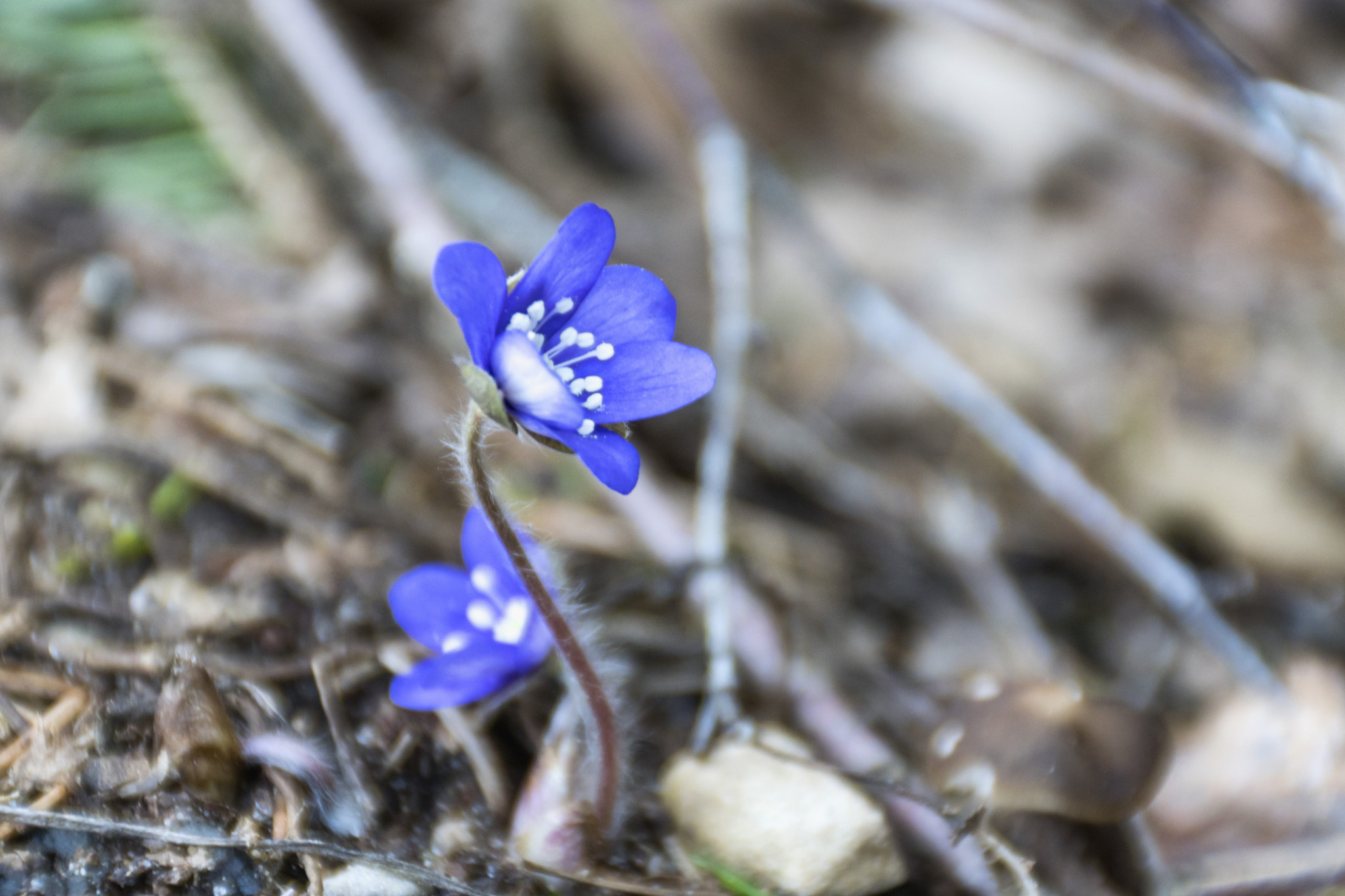 Sony ILCA-77M2 + Sony DT 18-200mm F3.5-6.3 sample photo. Blue spring photography