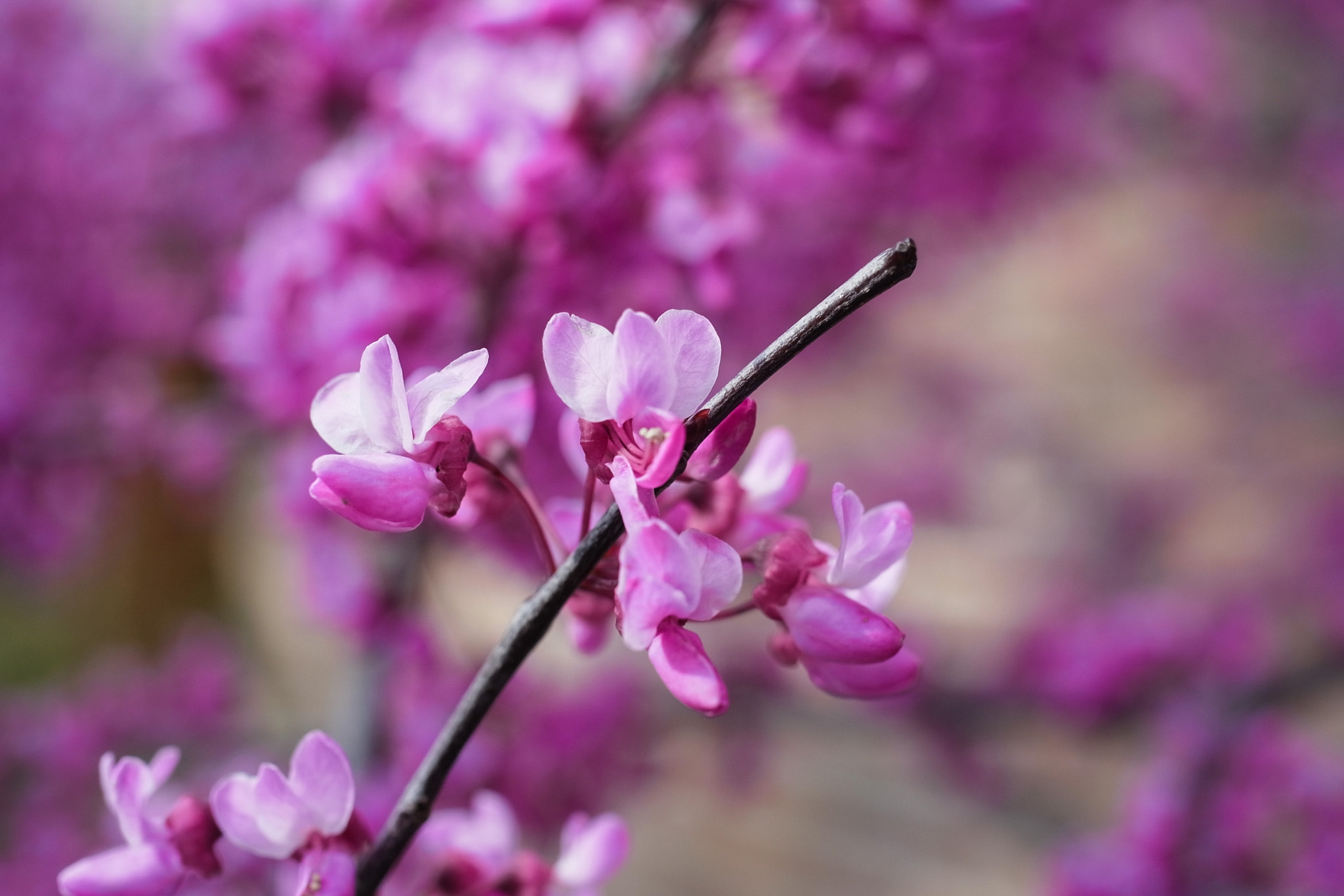 Ricoh GXR A12 + GR Lens A12 50mm F2.5 Macro sample photo. Blossoms welcome spring photography