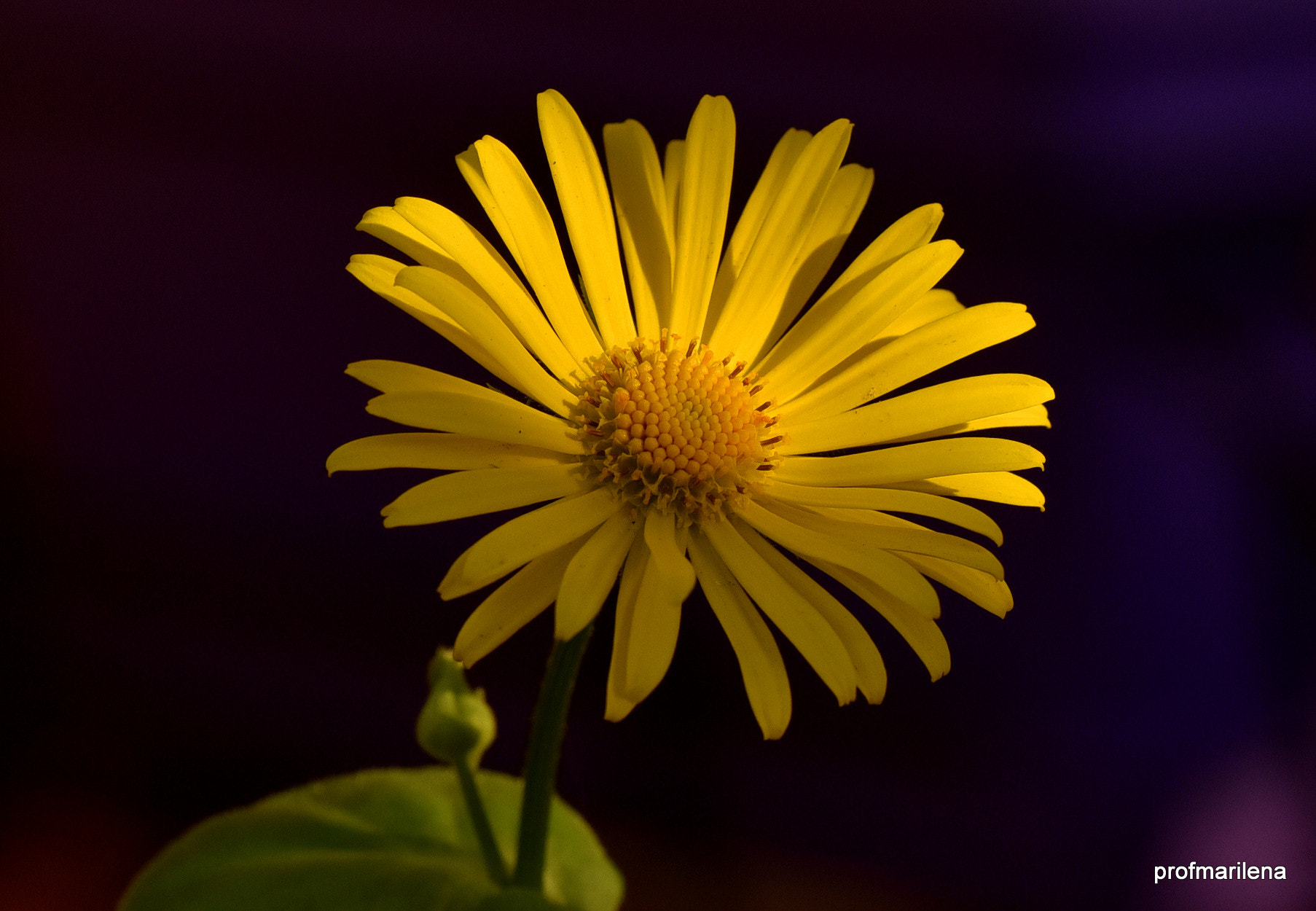 Sigma 150mm F2.8 EX DG OS Macro HSM sample photo. Survived the winter photography