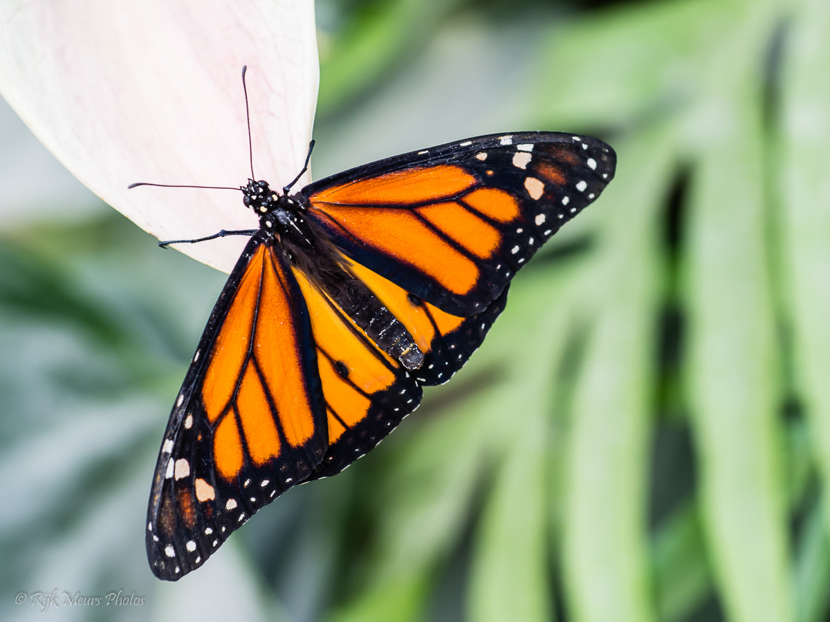 Nikon AF-S Nikkor 70-200mm F4G ED VR sample photo. Monarch butterfly photography