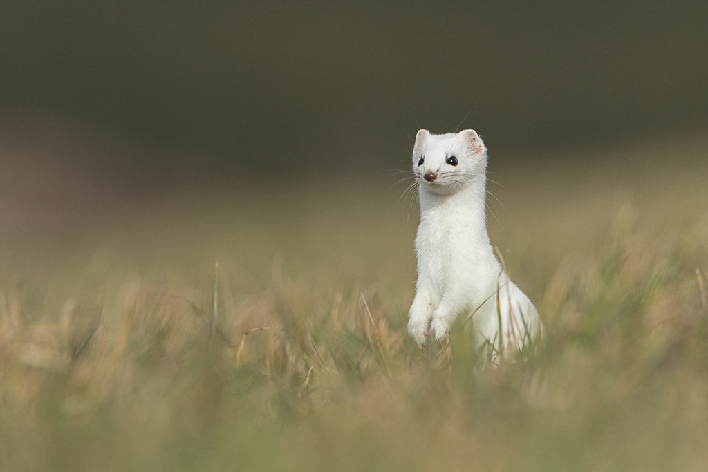 Canon EF 500mm F4L IS USM sample photo. Hermine - stoat photography