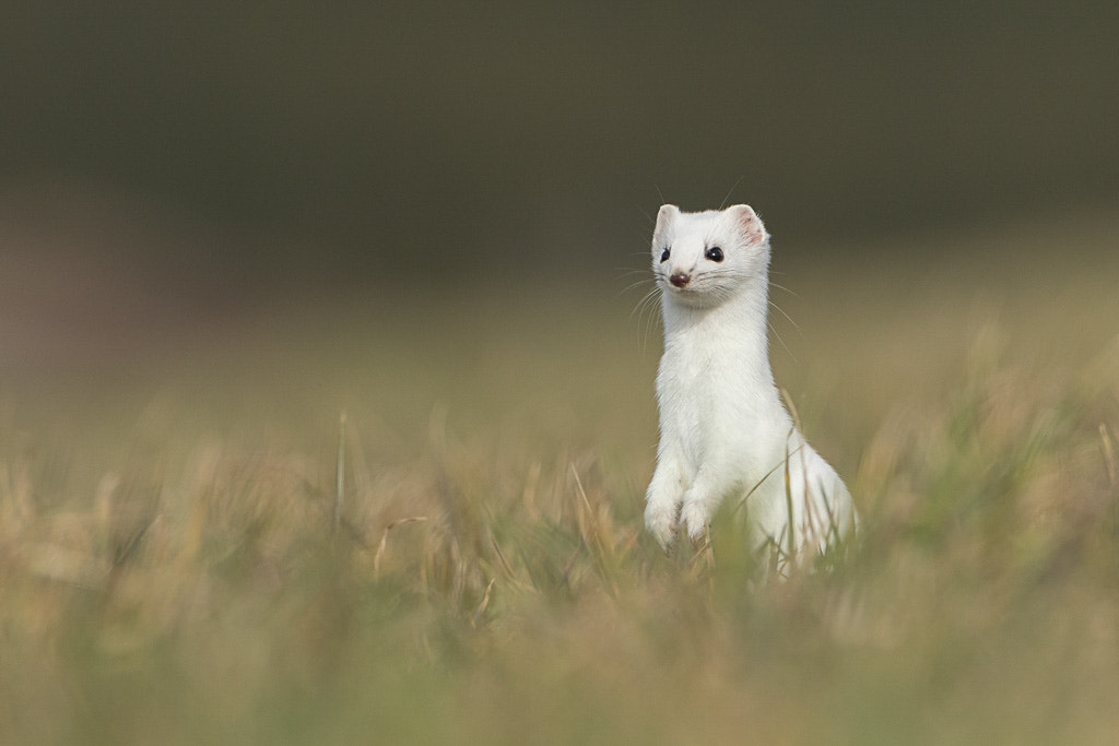 Canon EOS 7D Mark II sample photo. Hermine - stoat photography