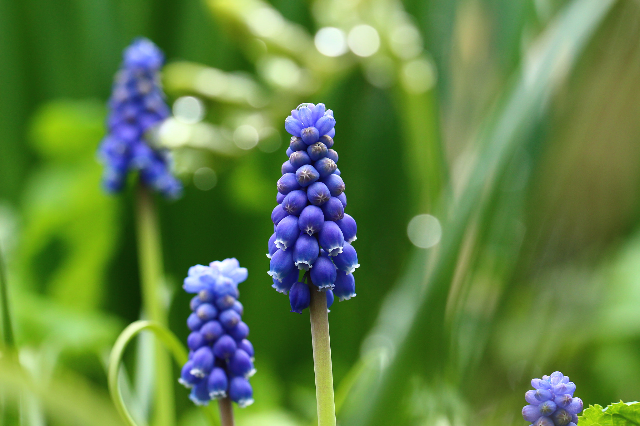 Canon EOS 700D (EOS Rebel T5i / EOS Kiss X7i) sample photo. The joyful photography