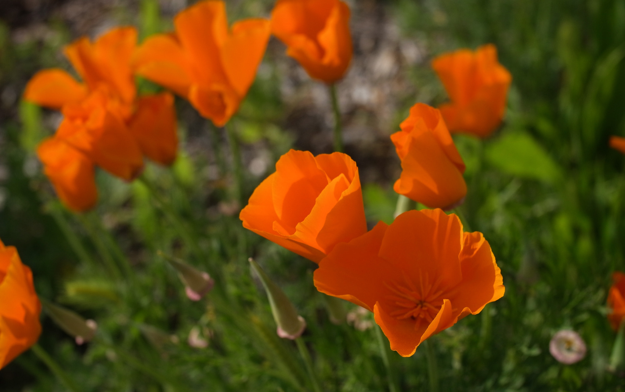 Ricoh GXR A12 + GR Lens A12 50mm F2.5 Macro sample photo. Orange poppies photography