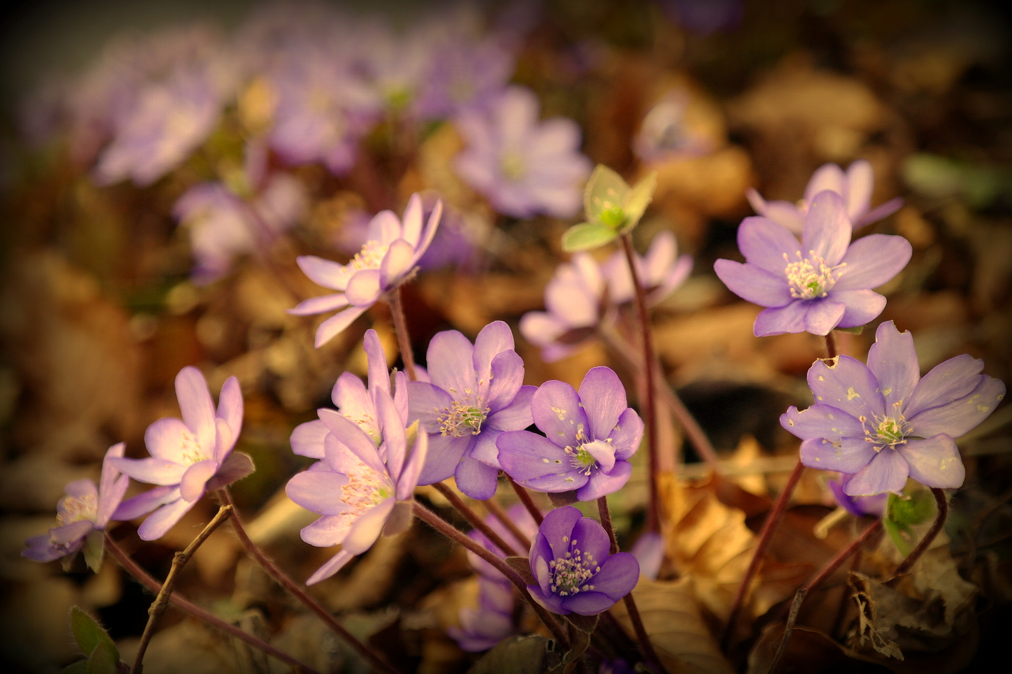 Samsung NX10 sample photo. "leberblÜmchen" photography