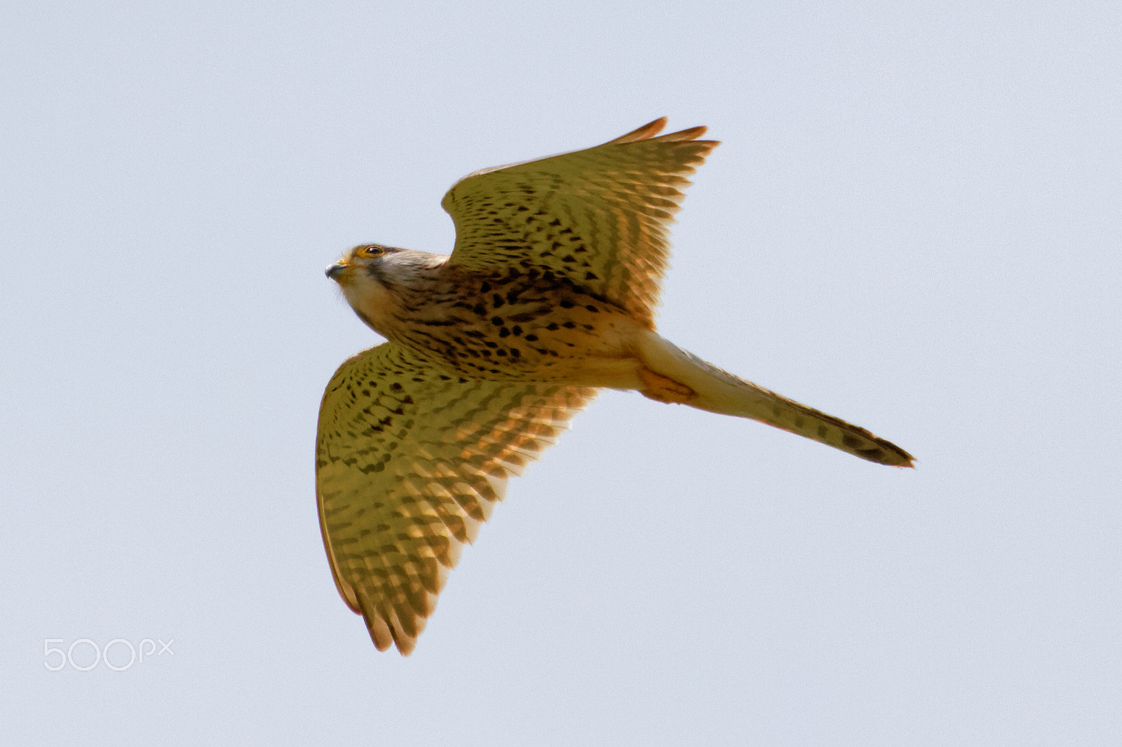 Canon EF 100-400mm F4.5-5.6L IS USM sample photo. Faucon crécerelle photography