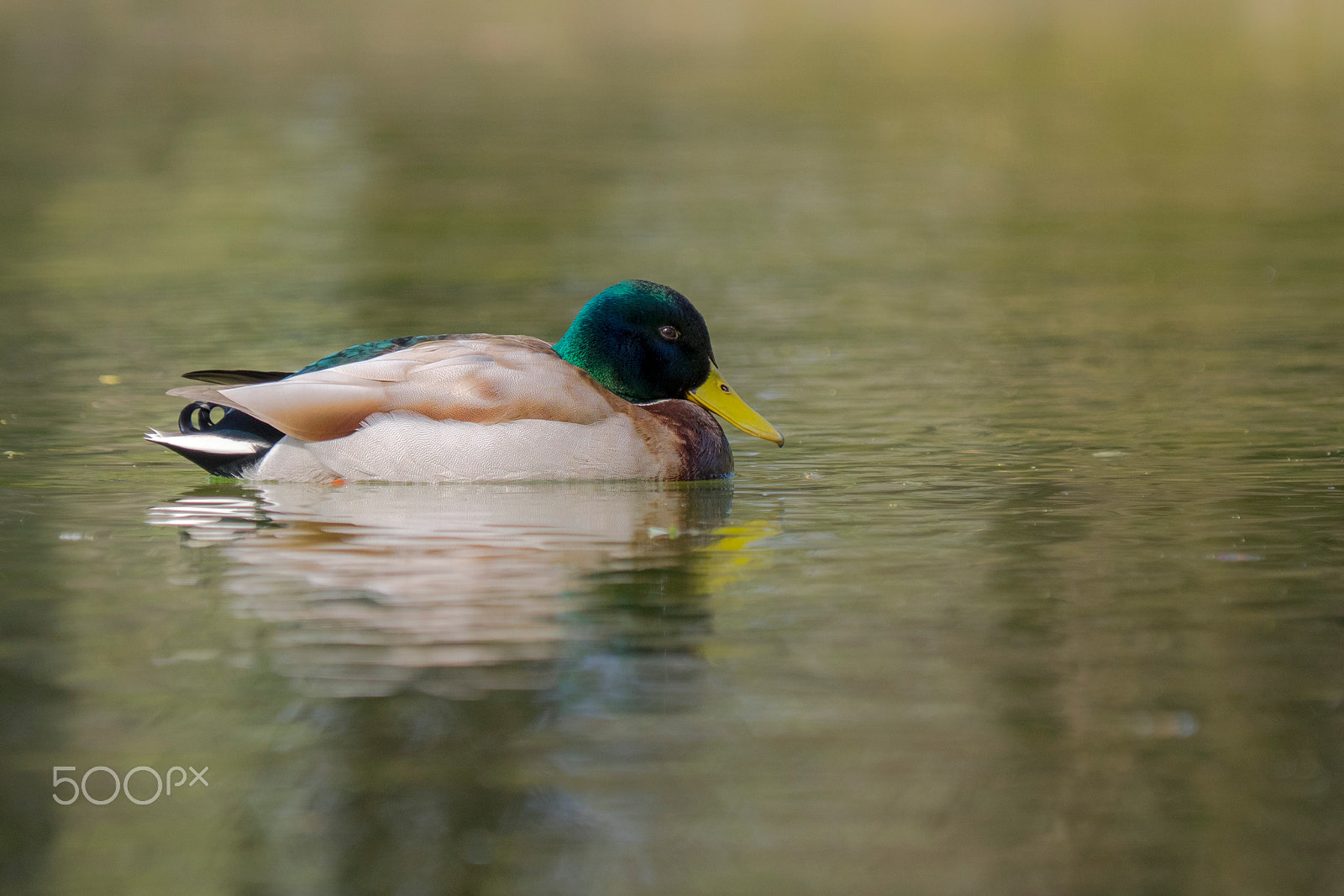 Olympus OM-D E-M1 sample photo. Wild duck photography