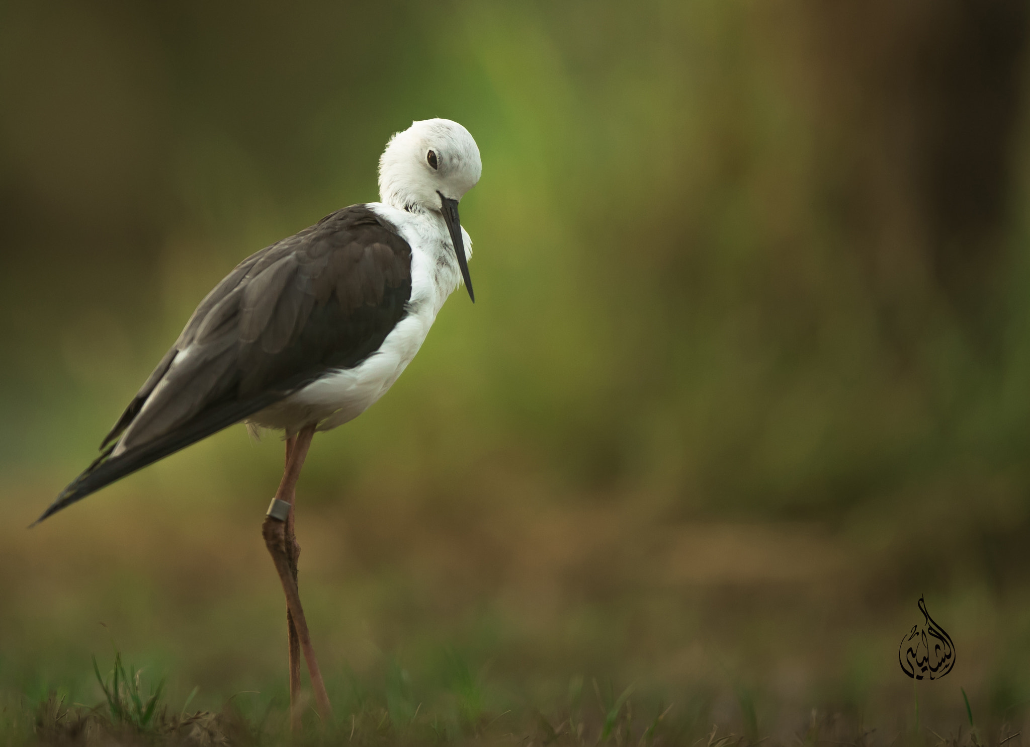 Canon EF 400mm F2.8L IS II USM sample photo. Di photography