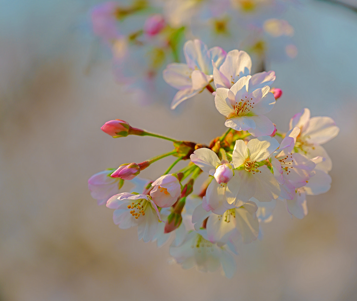 Sony a7R II + Sony FE 70-300mm F4.5-5.6 G OSS sample photo. Cherry blossom photography