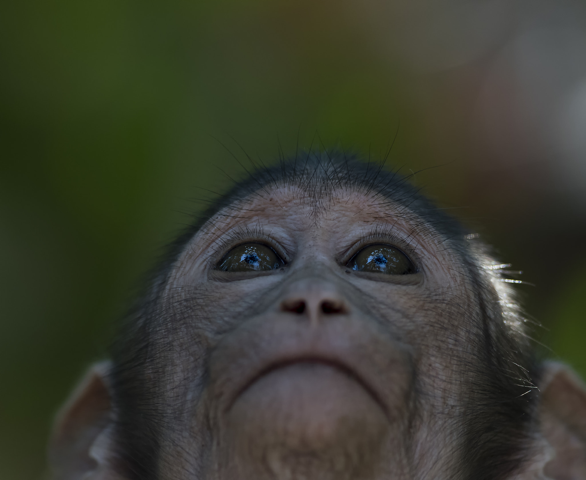 Nikon AF-S Nikkor 600mm F4E FL ED VR sample photo. Expressions looking upward photography