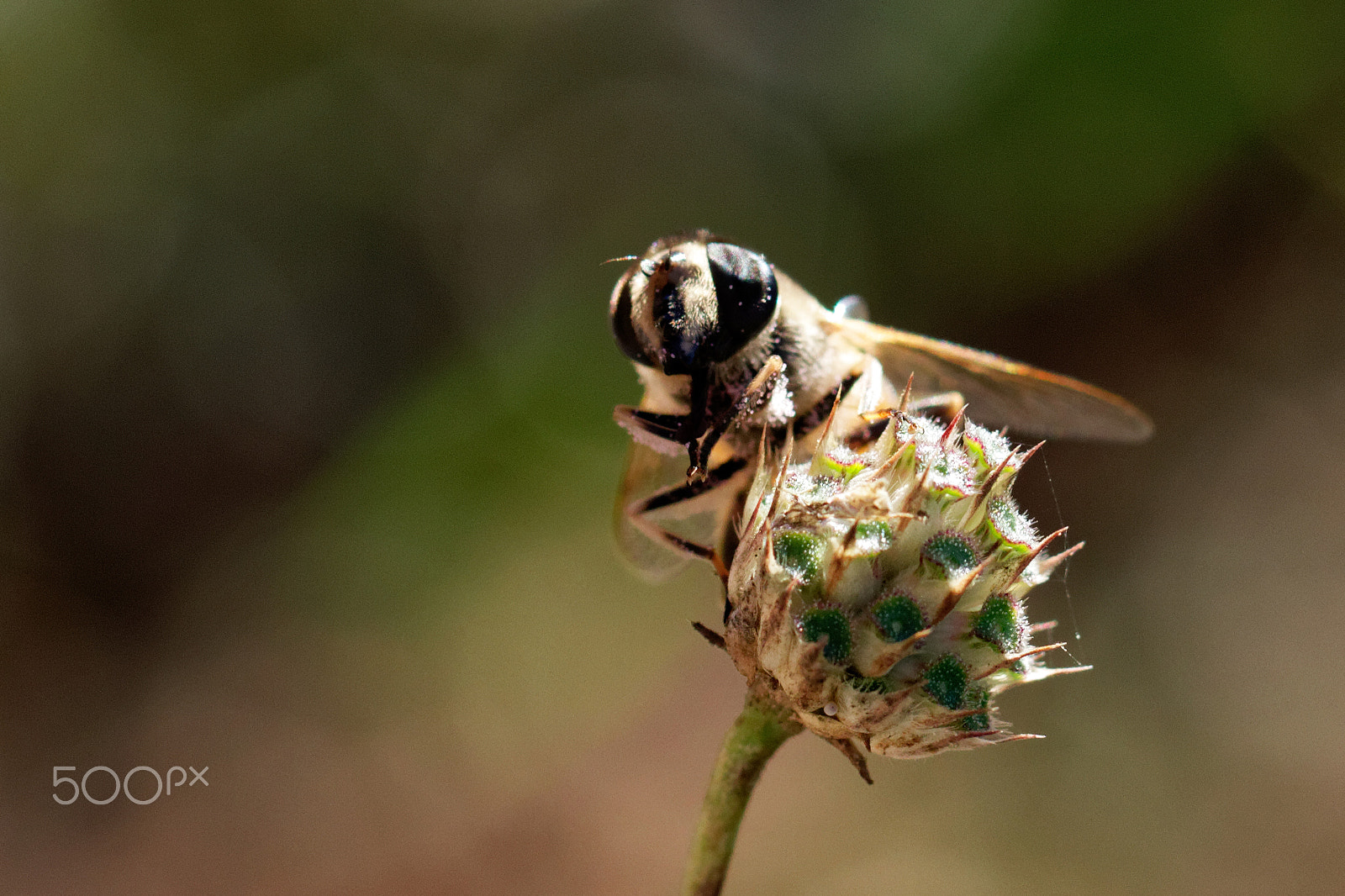 Canon EF 100mm F2.8L Macro IS USM sample photo. Pollen photography