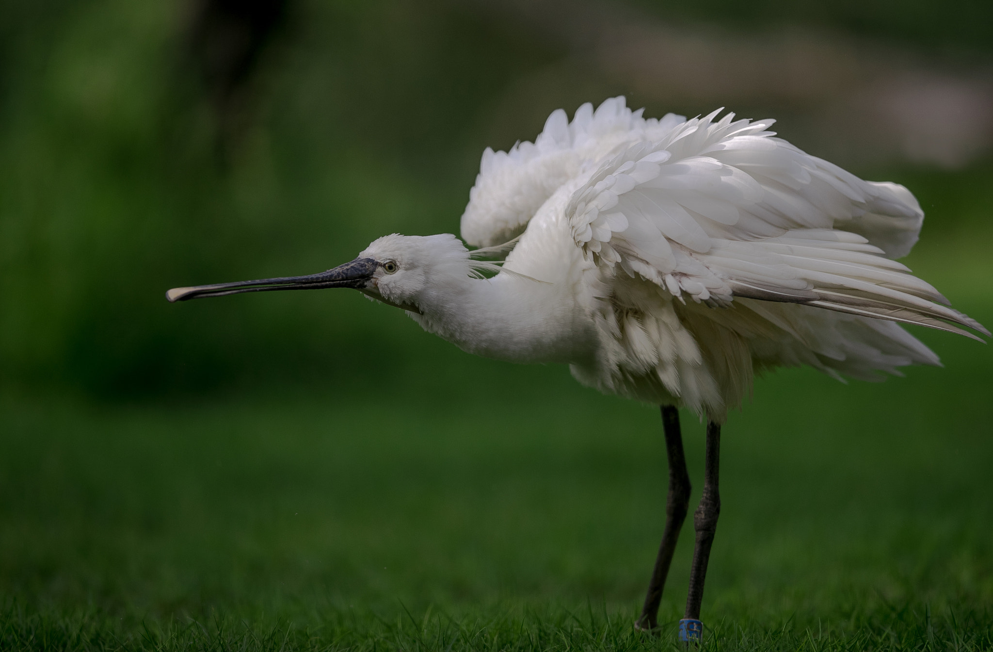 Canon EF 400mm F2.8L IS II USM sample photo. Di photography