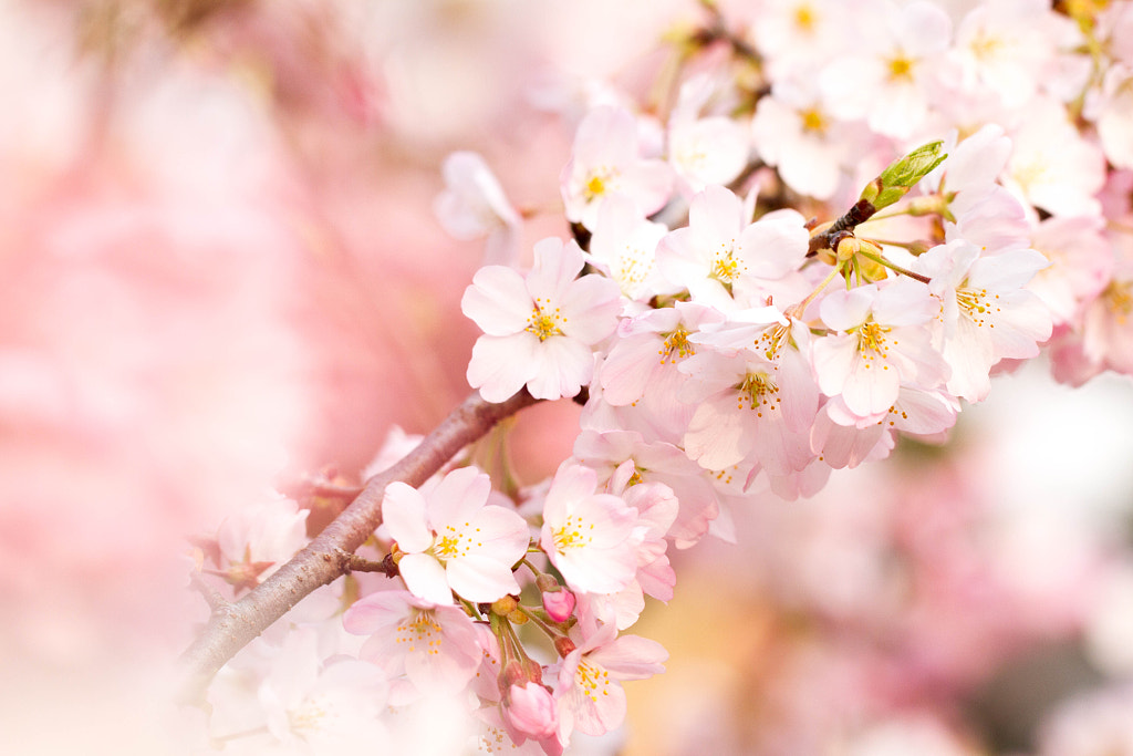 Cherry blossom "SAKURA" by tomo.K  on 500px.com