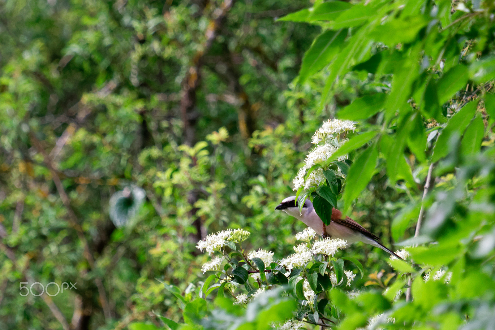 Canon EF 100-400mm F4.5-5.6L IS USM sample photo. Pie-grièche écorcheur photography