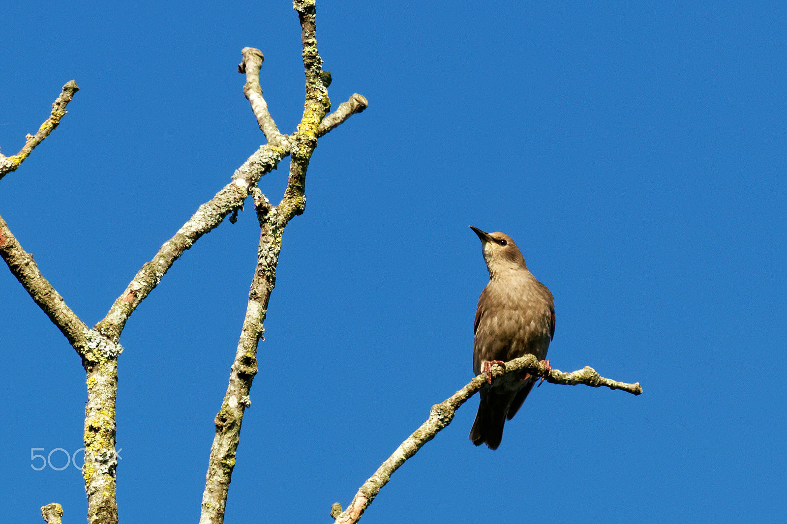 Canon EF 100-400mm F4.5-5.6L IS USM sample photo. Étourneau sansonnet photography
