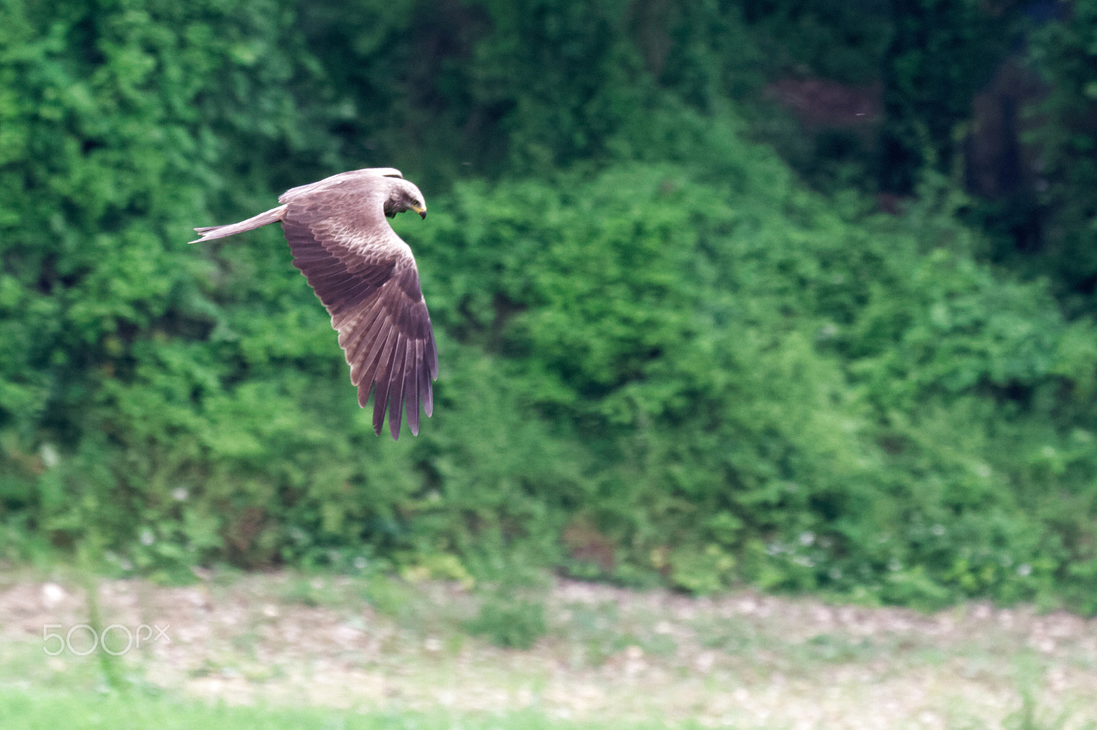 Canon EF 100-400mm F4.5-5.6L IS USM sample photo. Milan noir photography