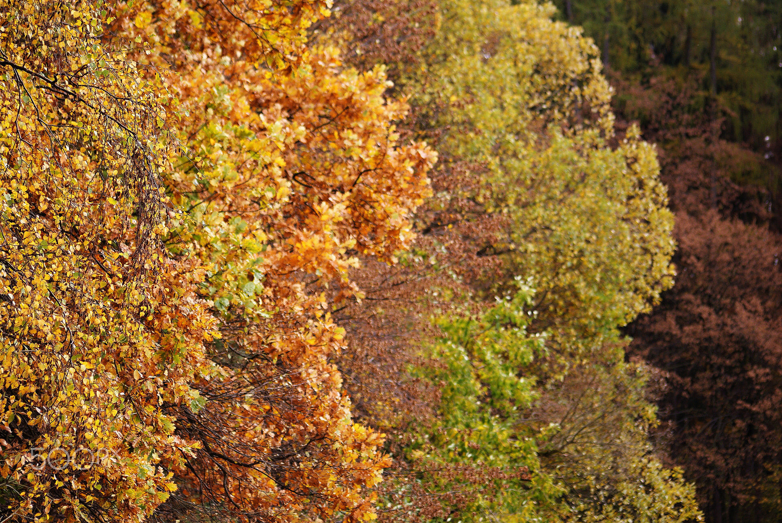 Sony Alpha DSLR-A200 sample photo. Autumn leaves photography