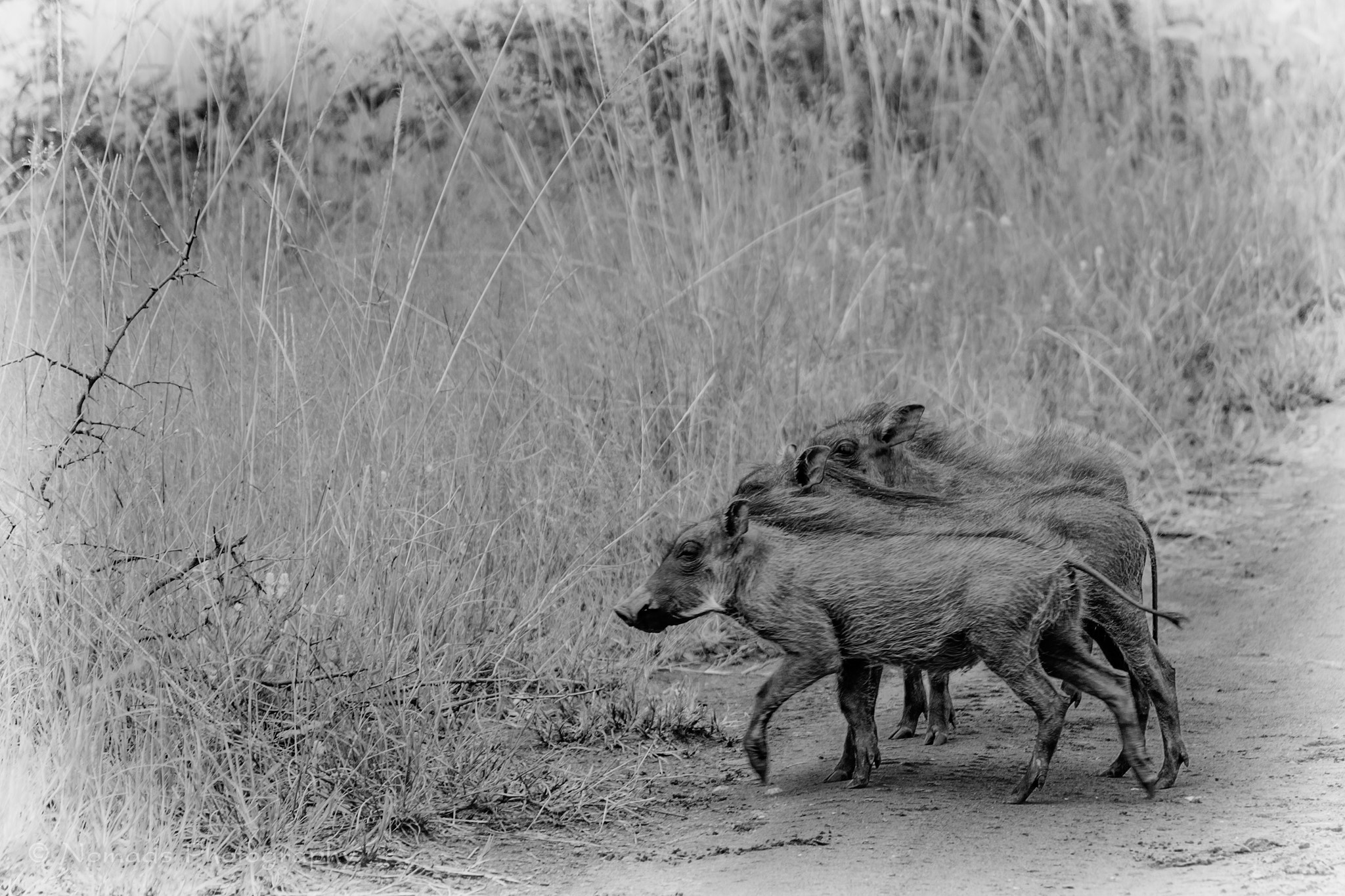 Canon EF-S 55-250mm F4-5.6 IS II sample photo. 3 < piggies photography
