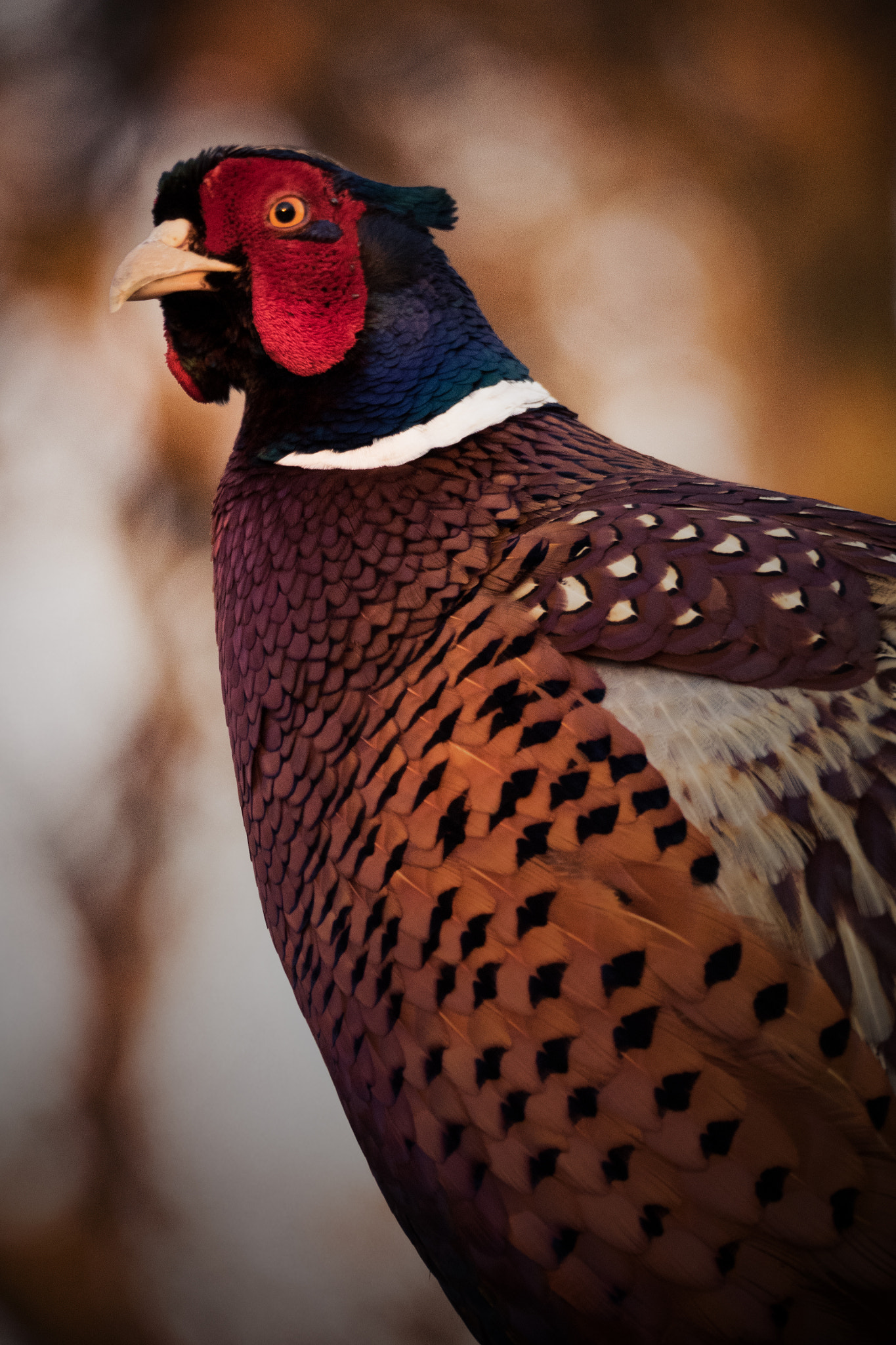 Olympus OM-D E-M1 sample photo. Pheasant in the city photography