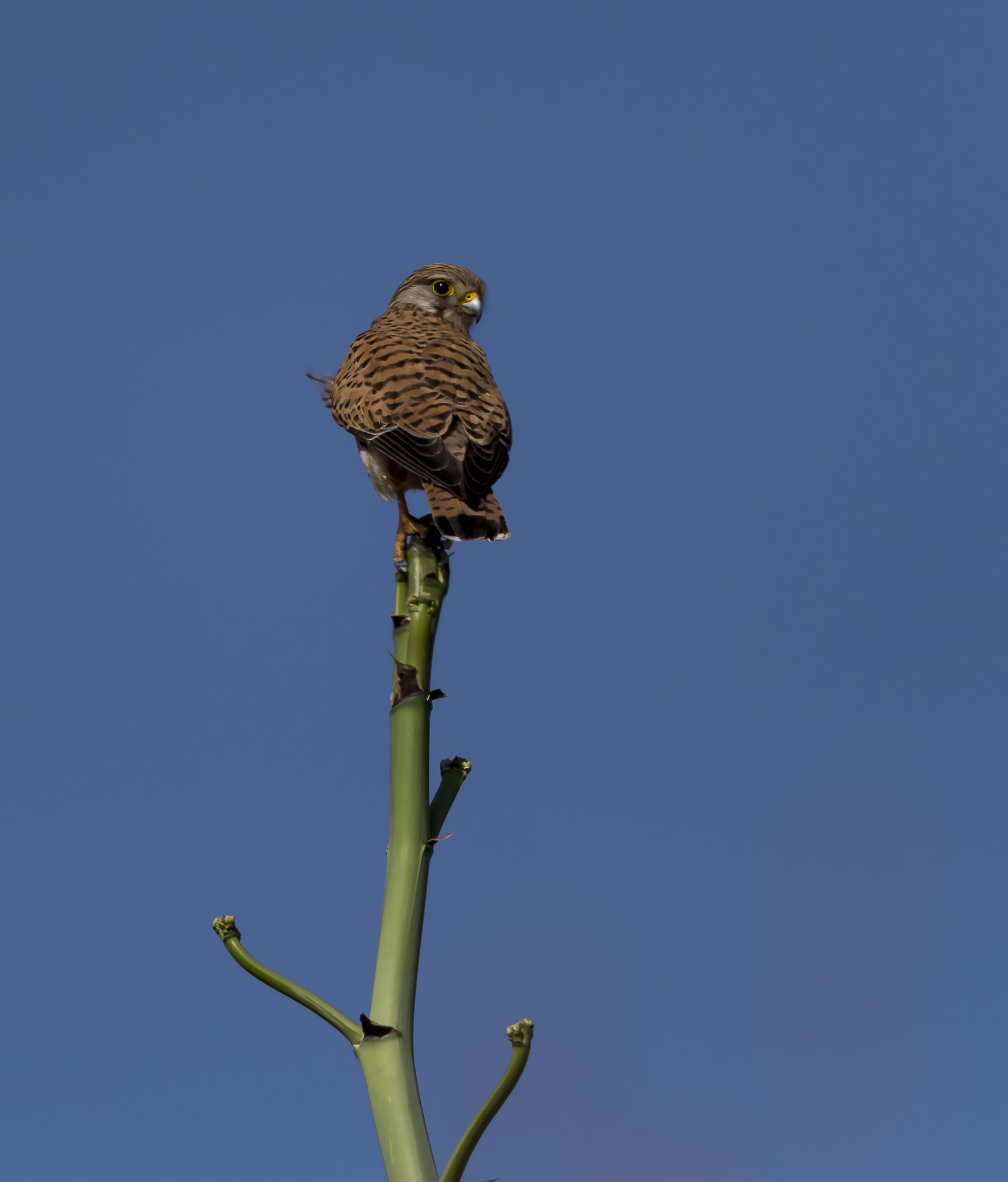 Nikon D500 + Nikon AF-S Nikkor 600mm F4E FL ED VR sample photo. Kgm photography